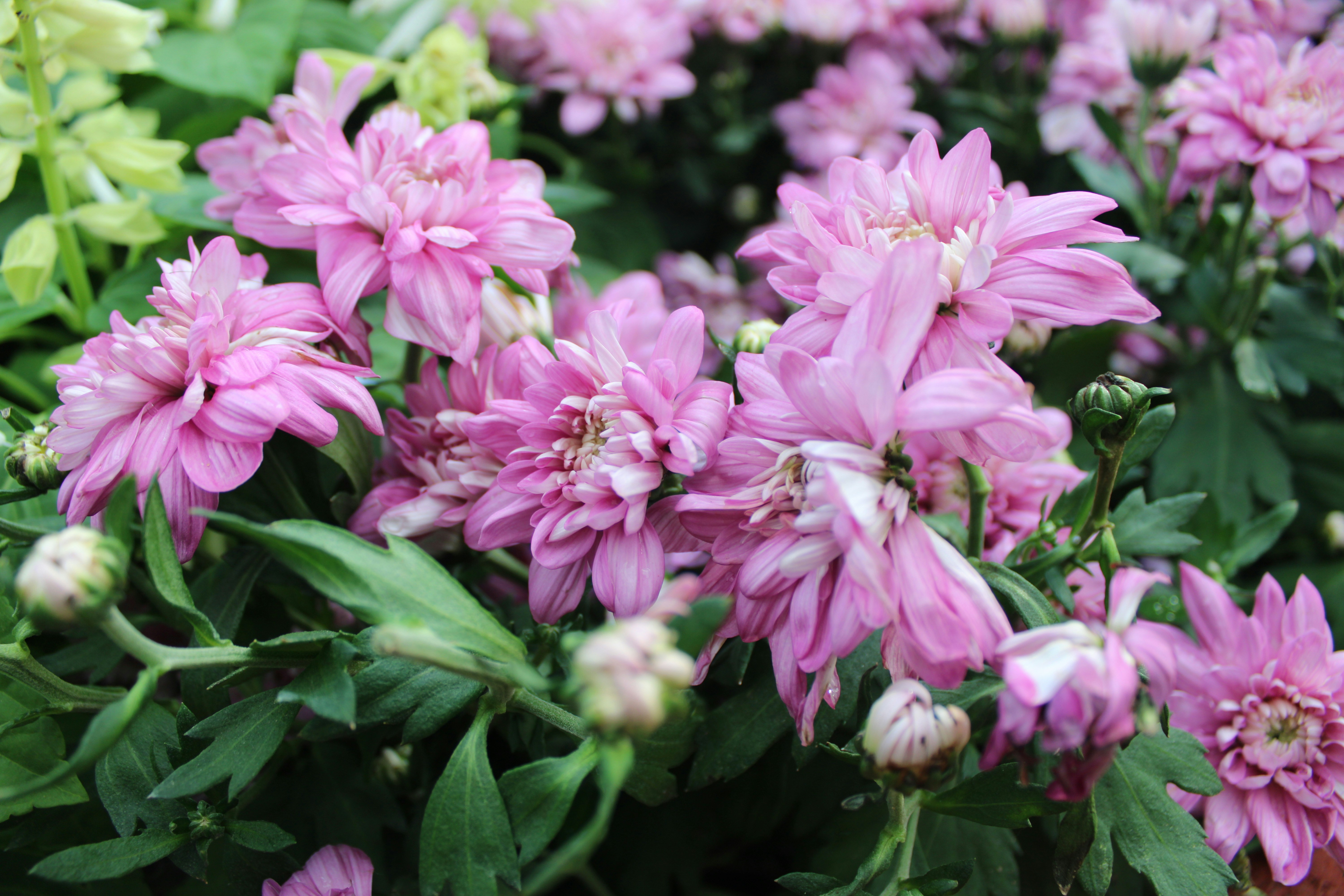 Photo by anshuman_kmr