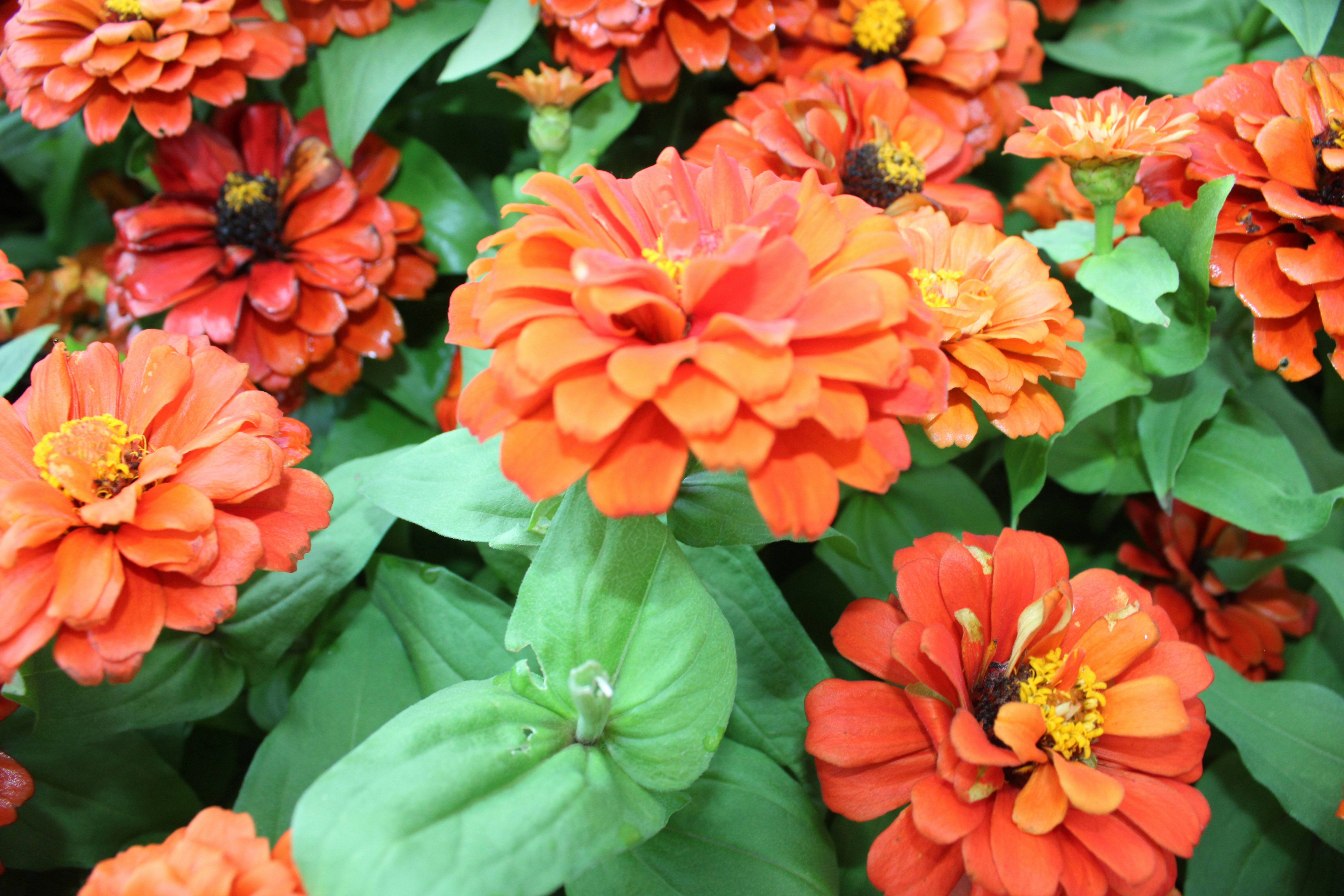 Photo by anshuman_kmr