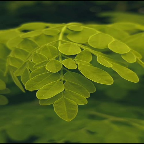 Hand-picked moringa leaves