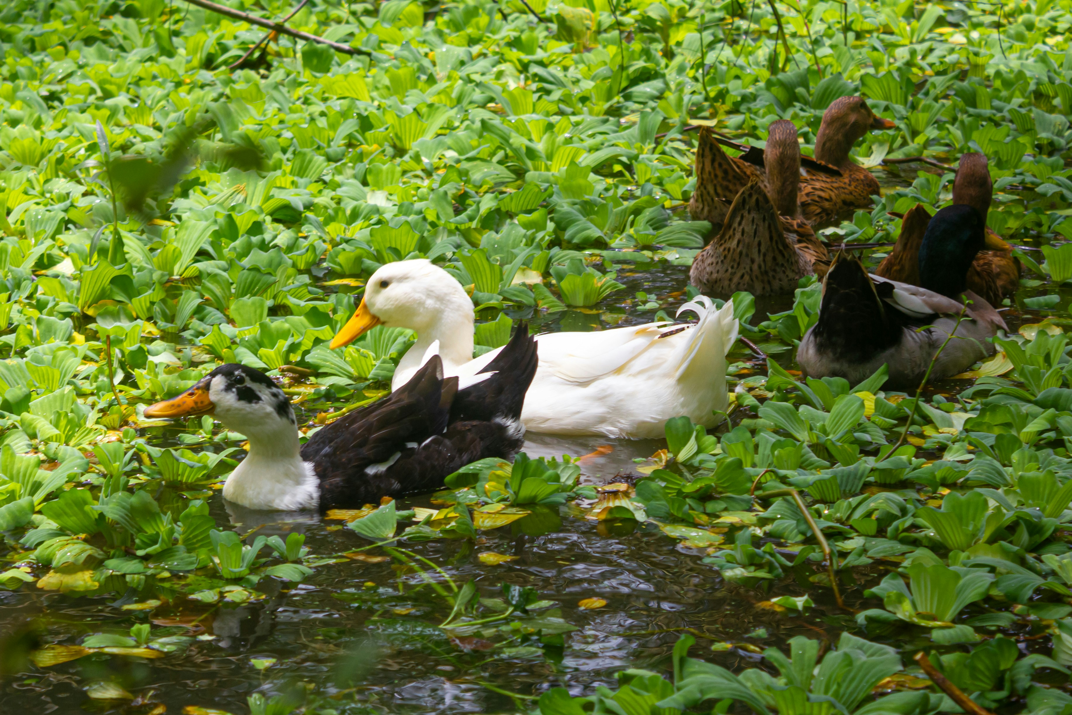 Ducks bathing themselves 🦆
