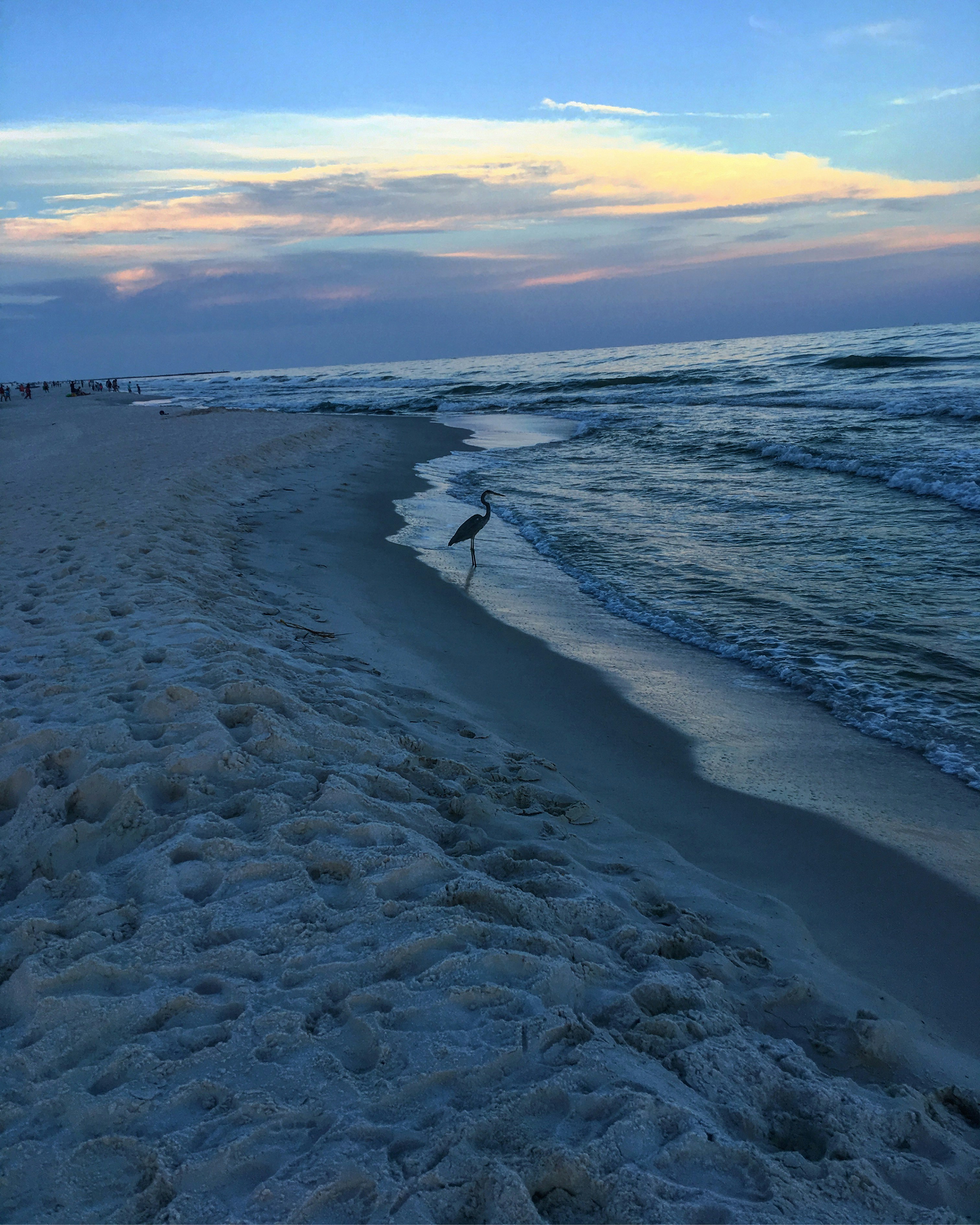 A bird standing on a beach next to the ocean