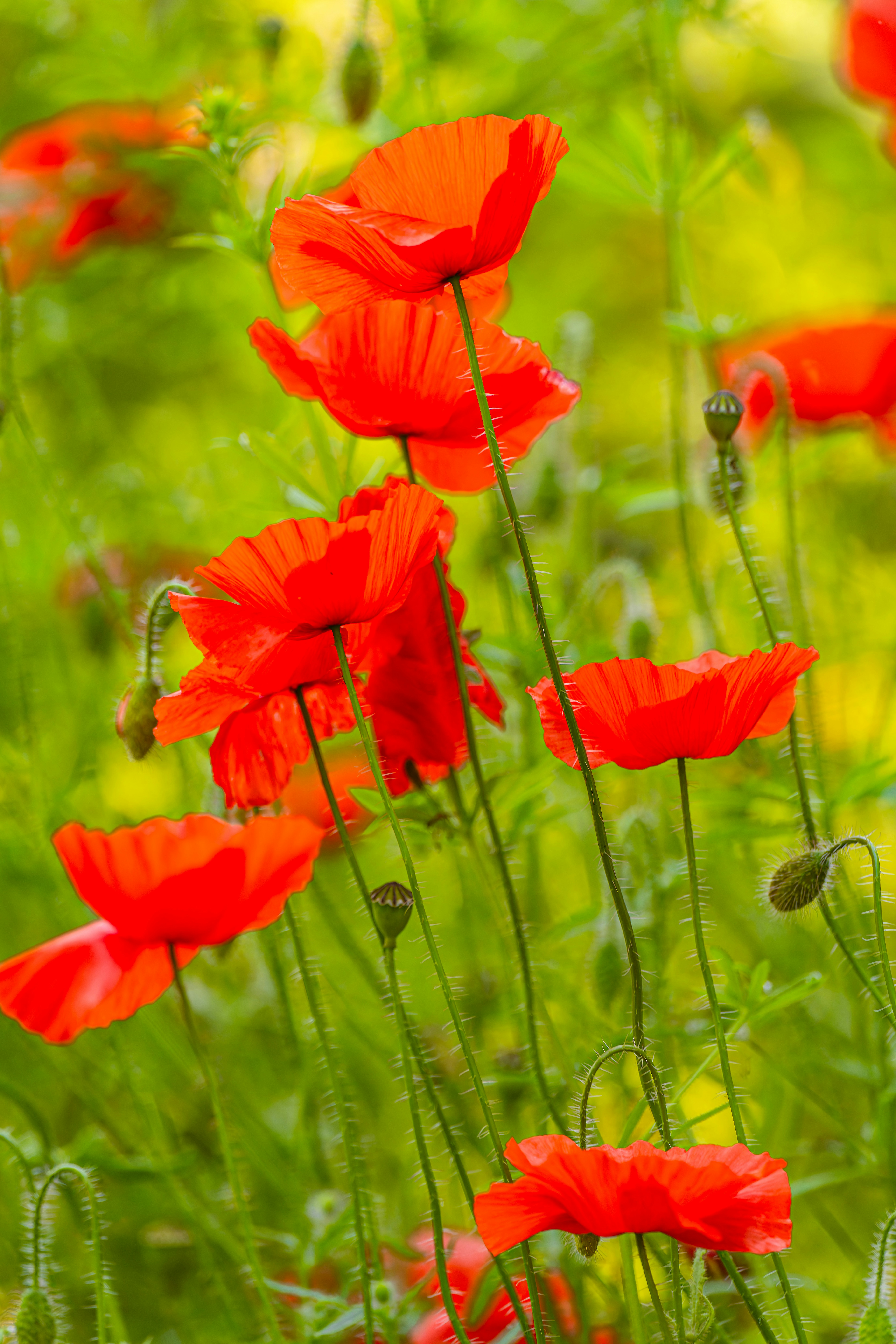 Photo by siegfriedpoepperl