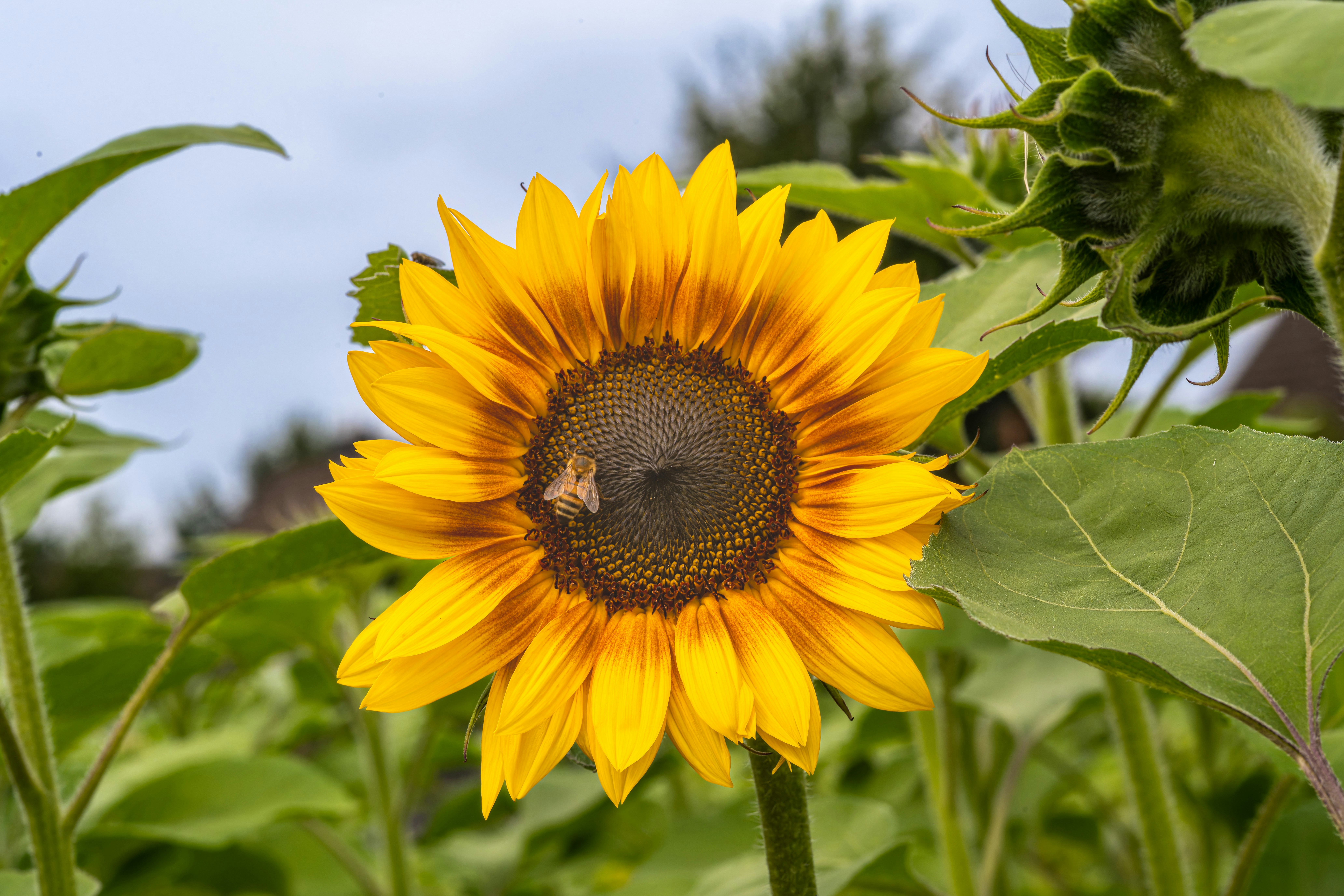 Photo by siegfriedpoepperl