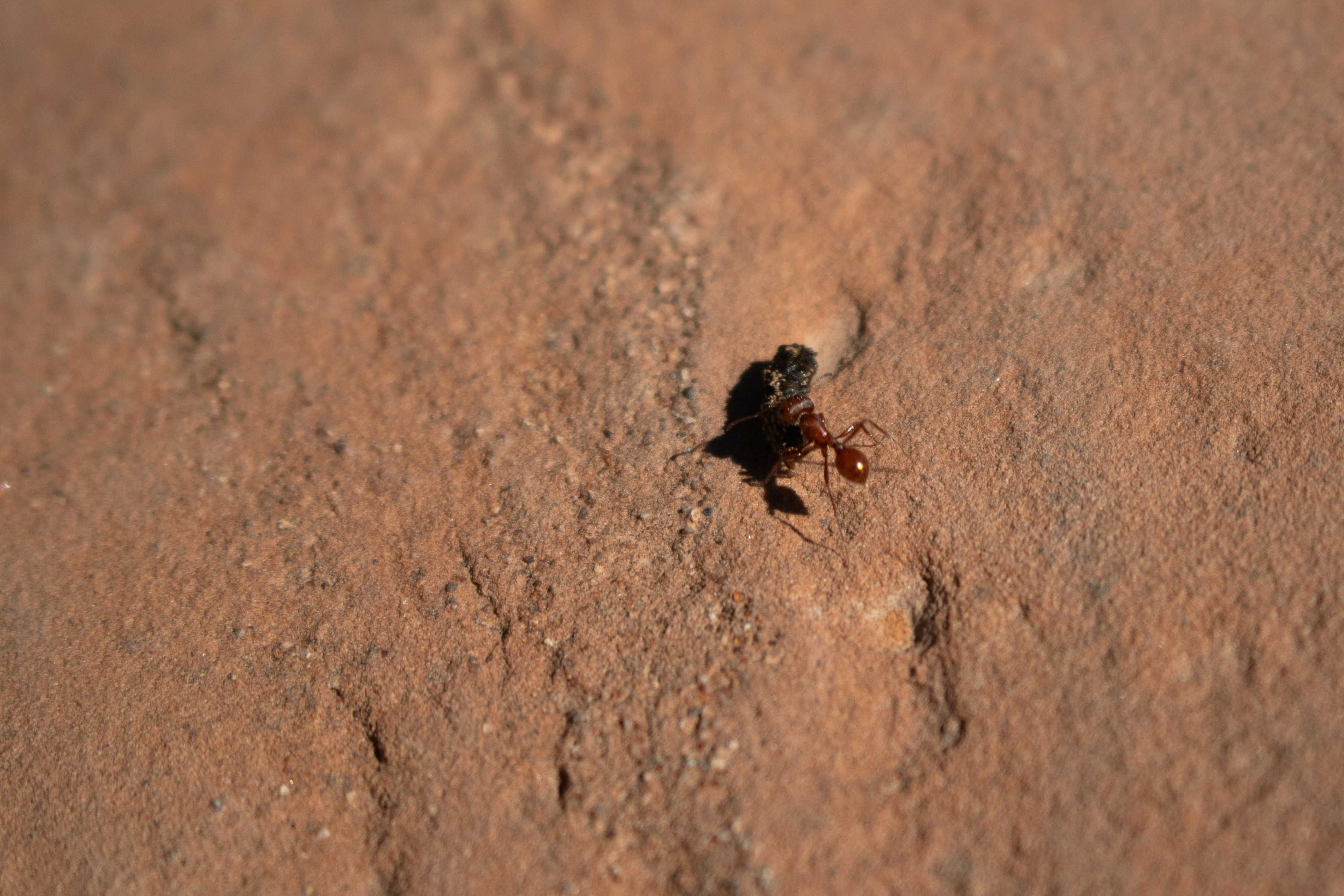 Photo by zoshuacolah