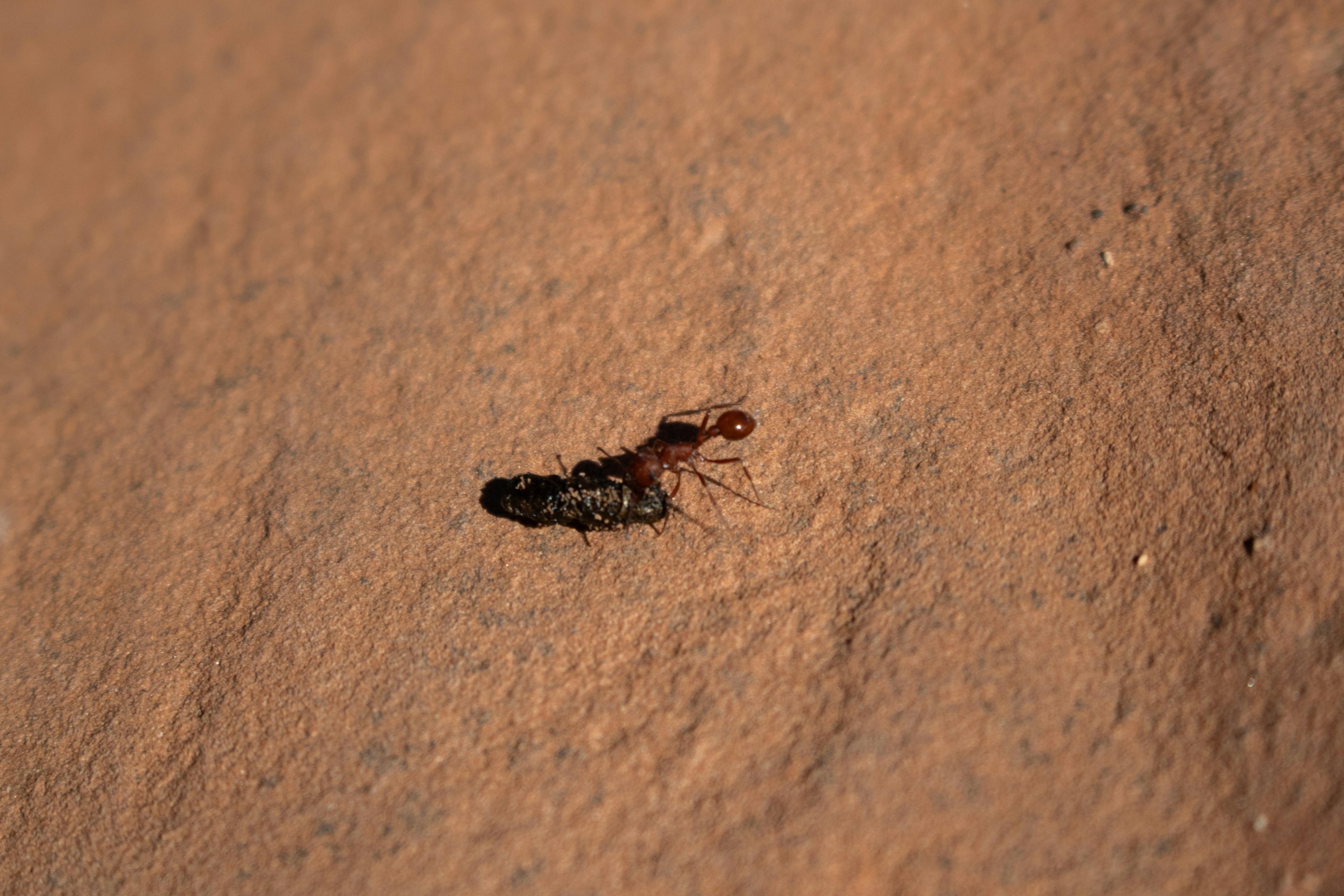 Biological Control: Fighting Fire with Fire (image credits: unsplash)