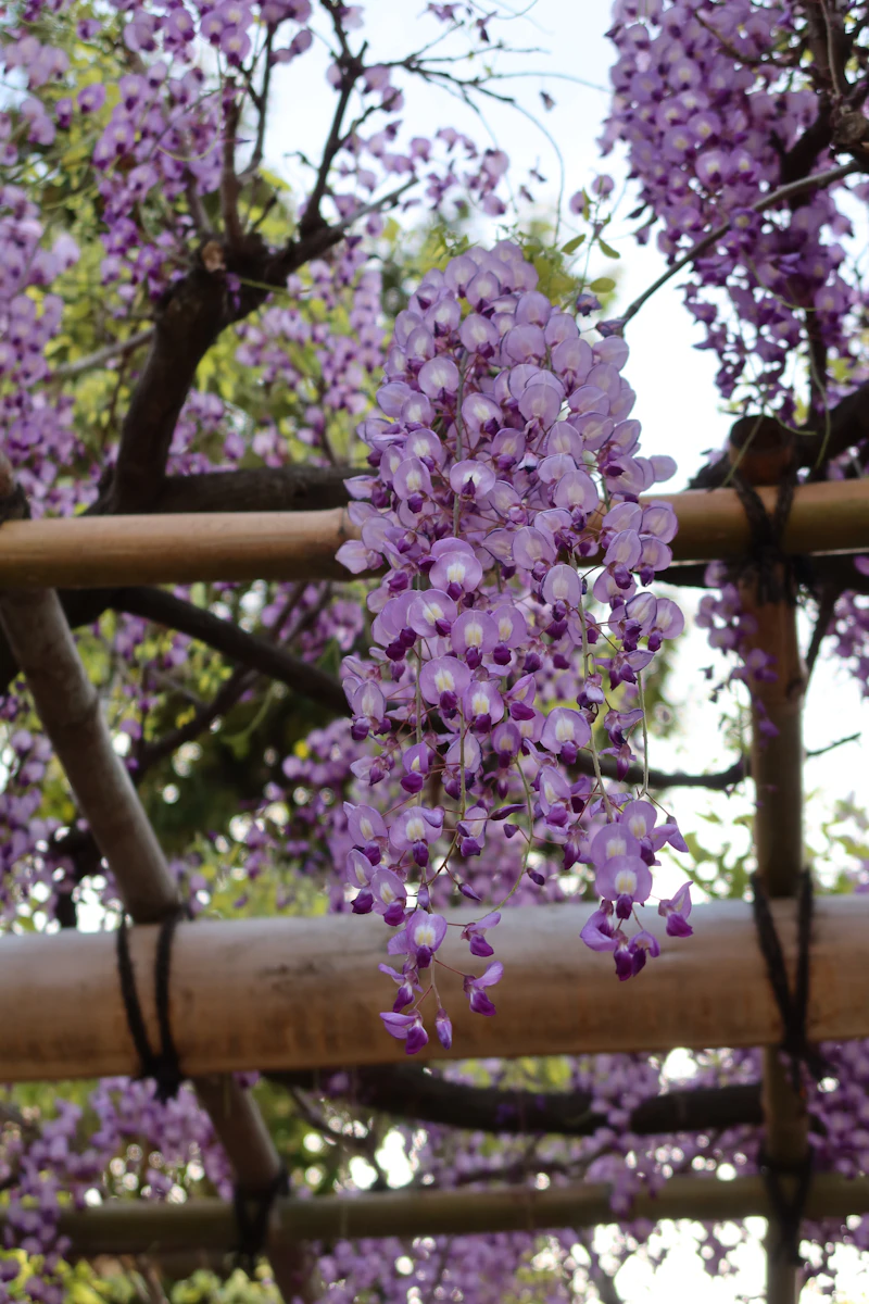 Beyond Sakura: Japan's Other Spring Blooms