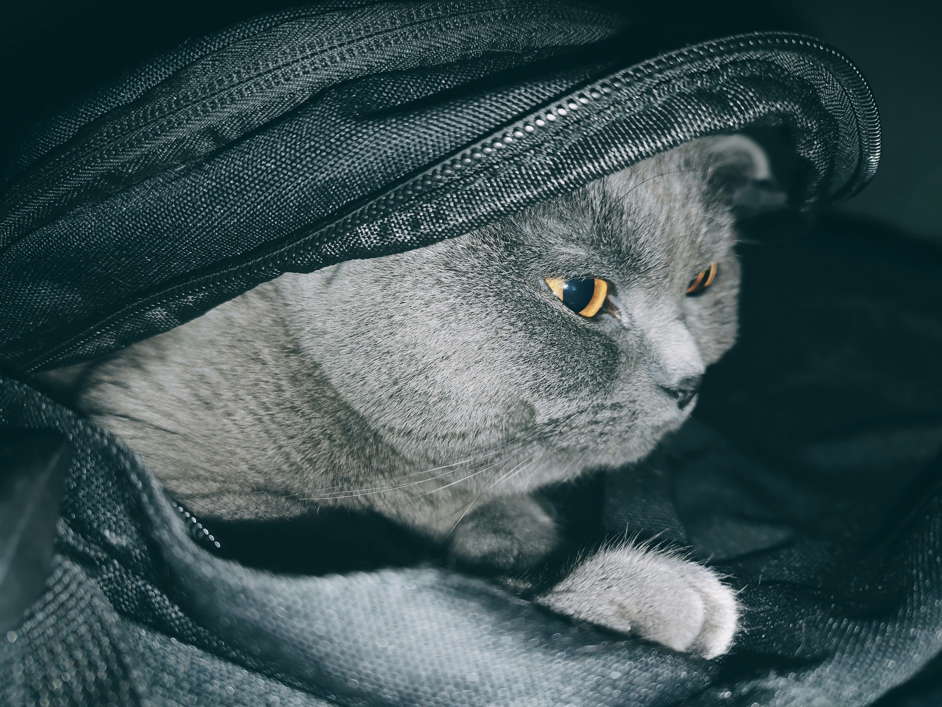 A gray cat sitting inside of a bag