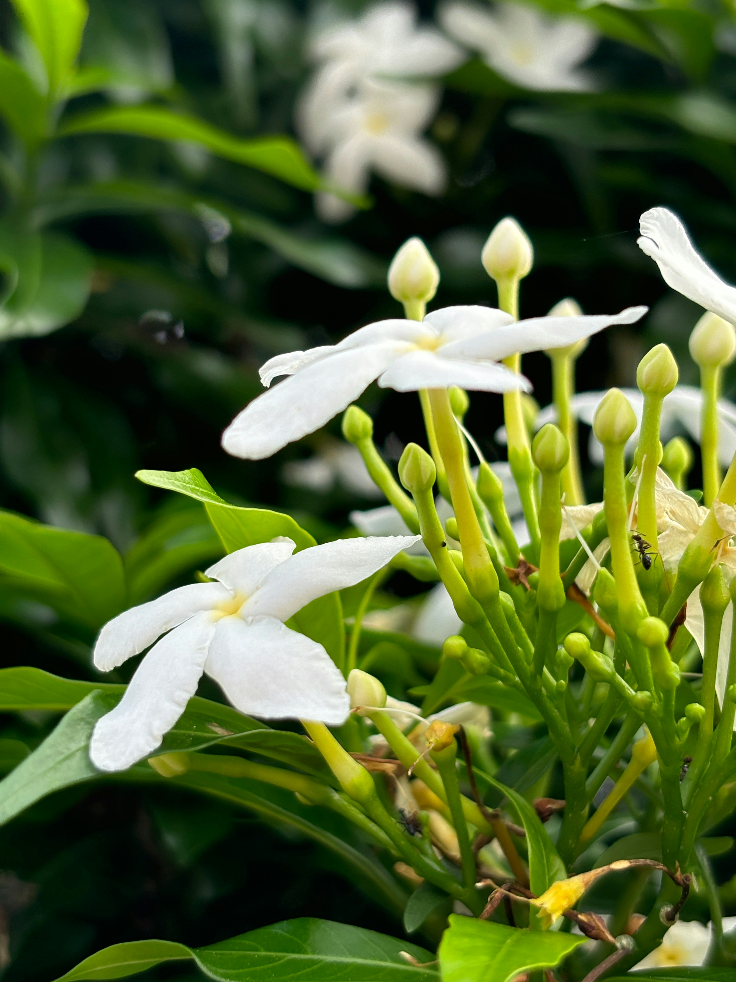 A bunch of white flowers that are in the grass