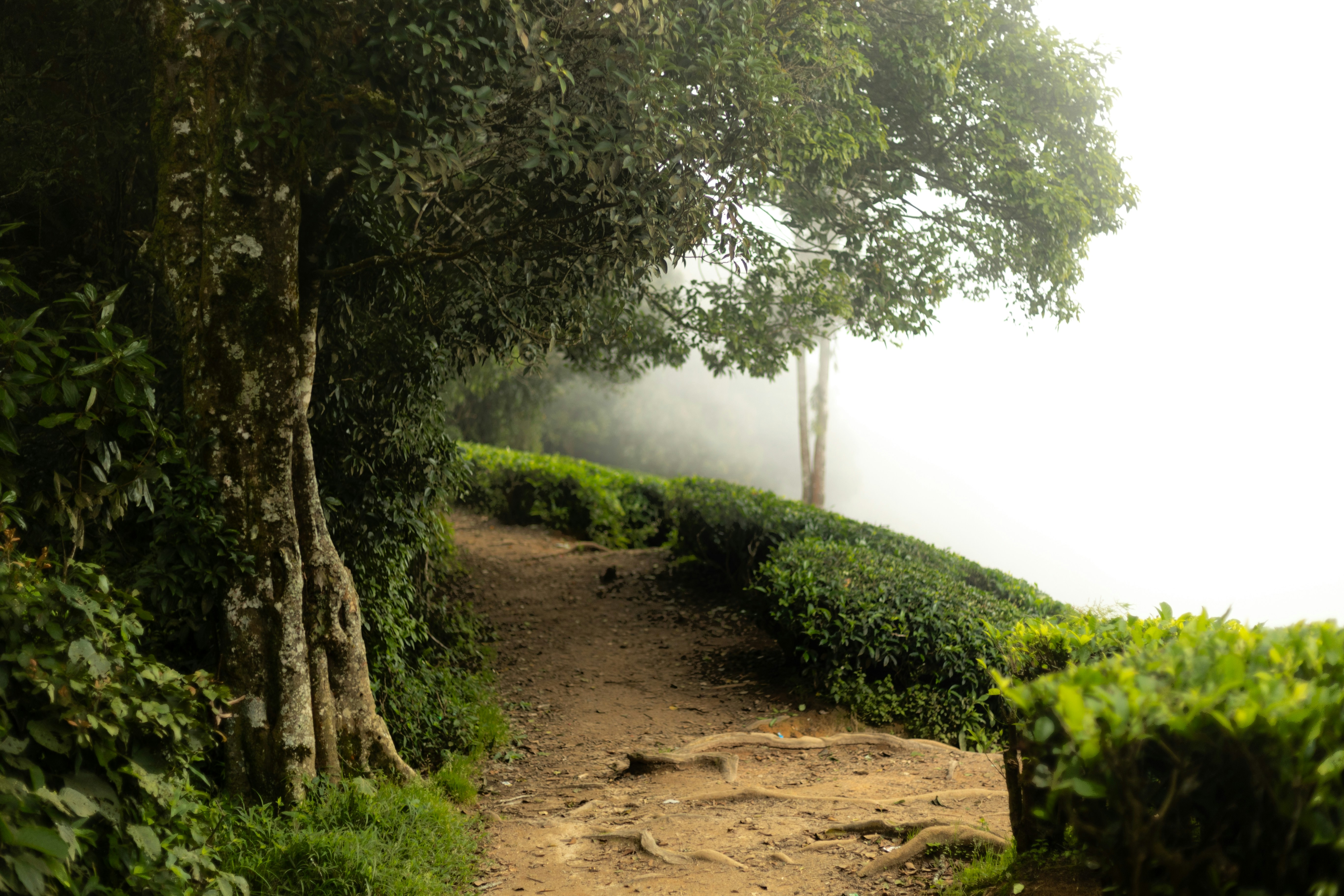A dirt path in the middle of a lush green forest