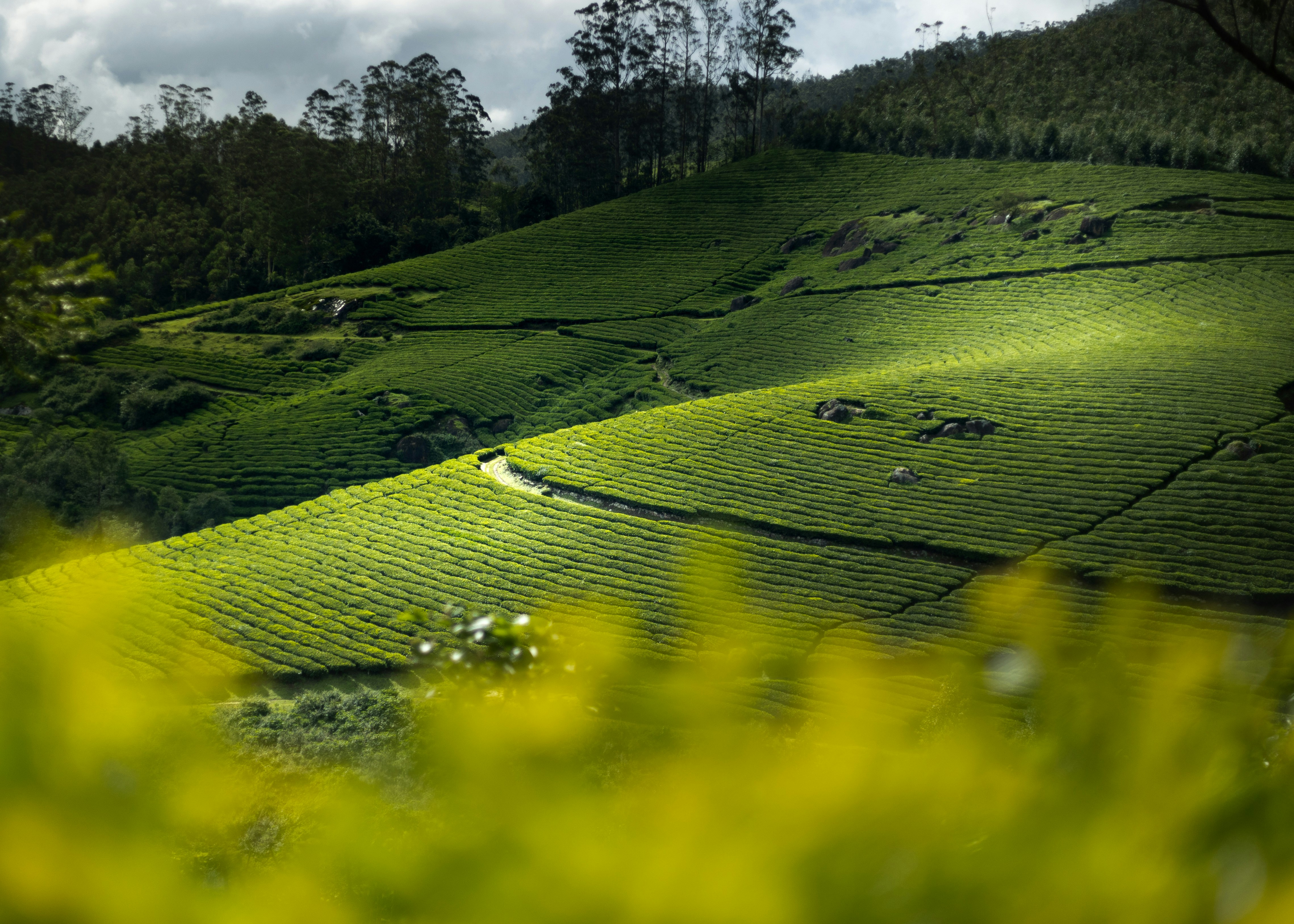 A lush green hillside covered in lots of trees