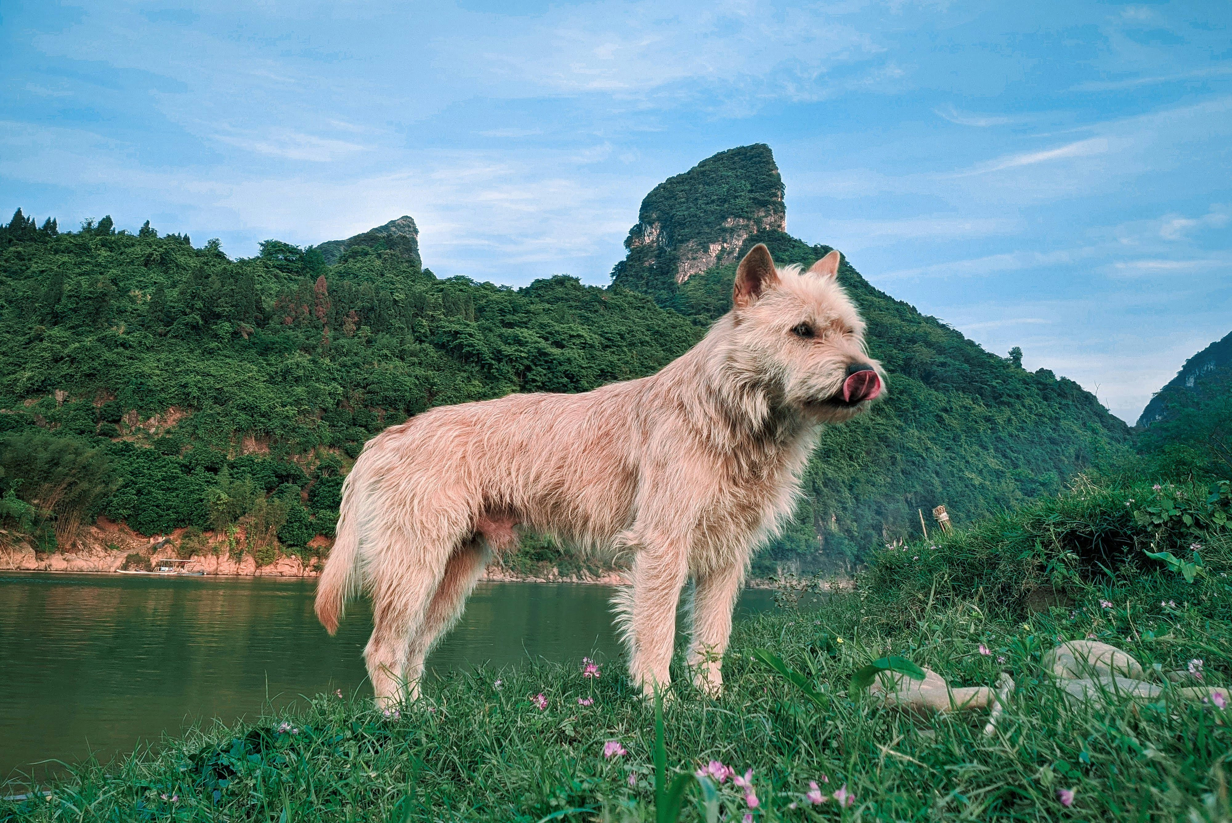 A large white dog standing on top of a lush green hillside photo – Free ...