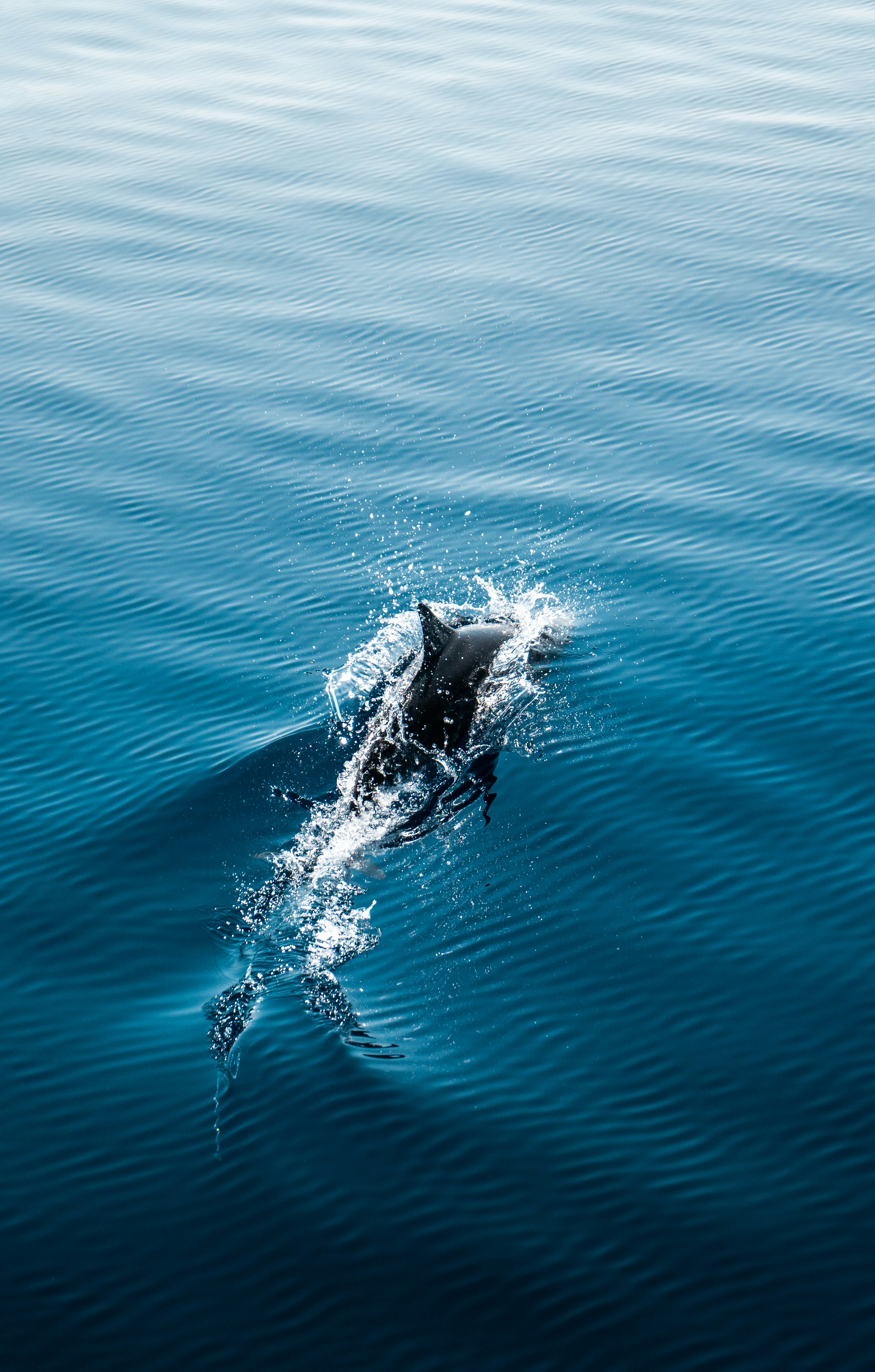 Regional Accents Across the Oceans (image credits: unsplash)