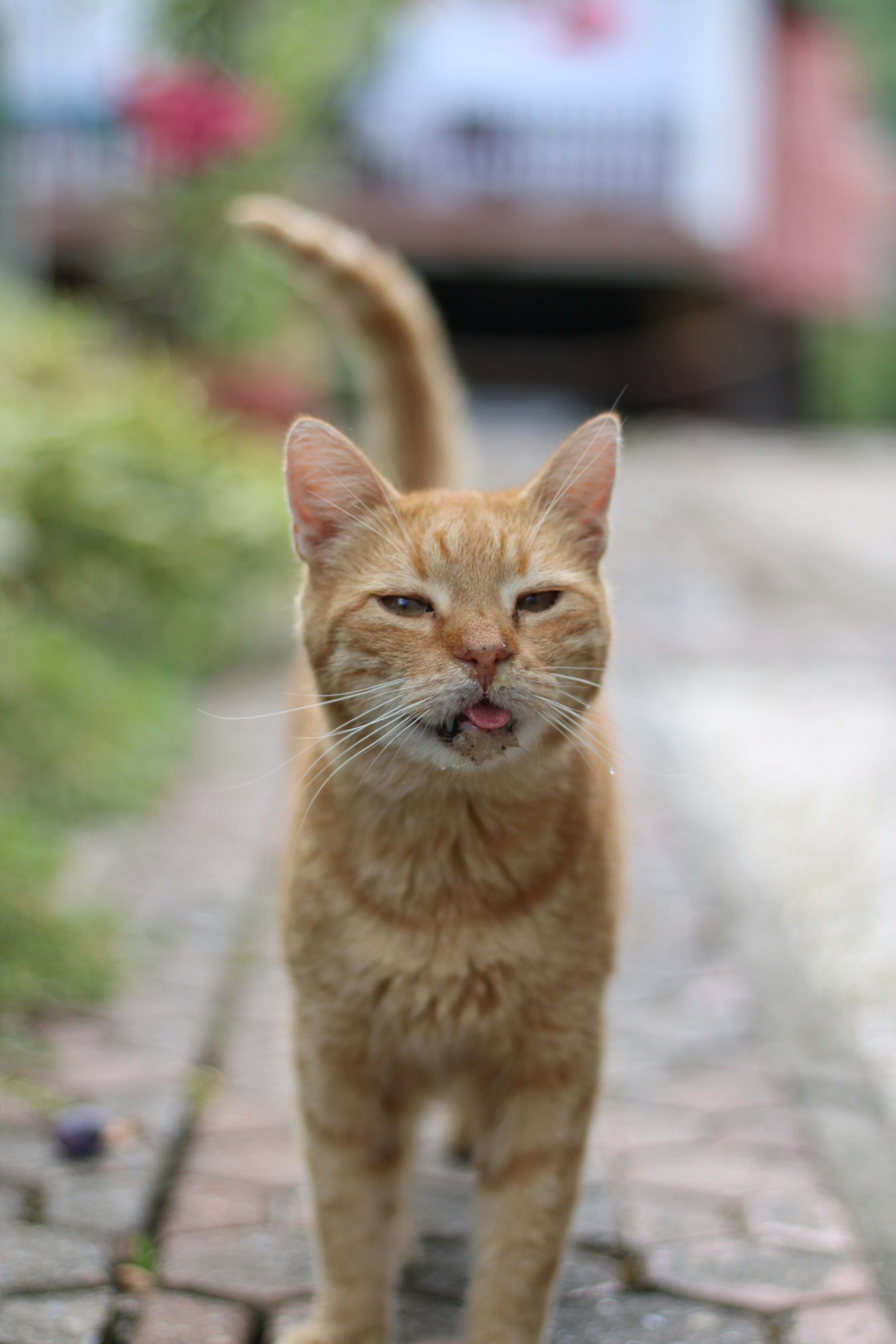 An orange cat standing on a brick walkway