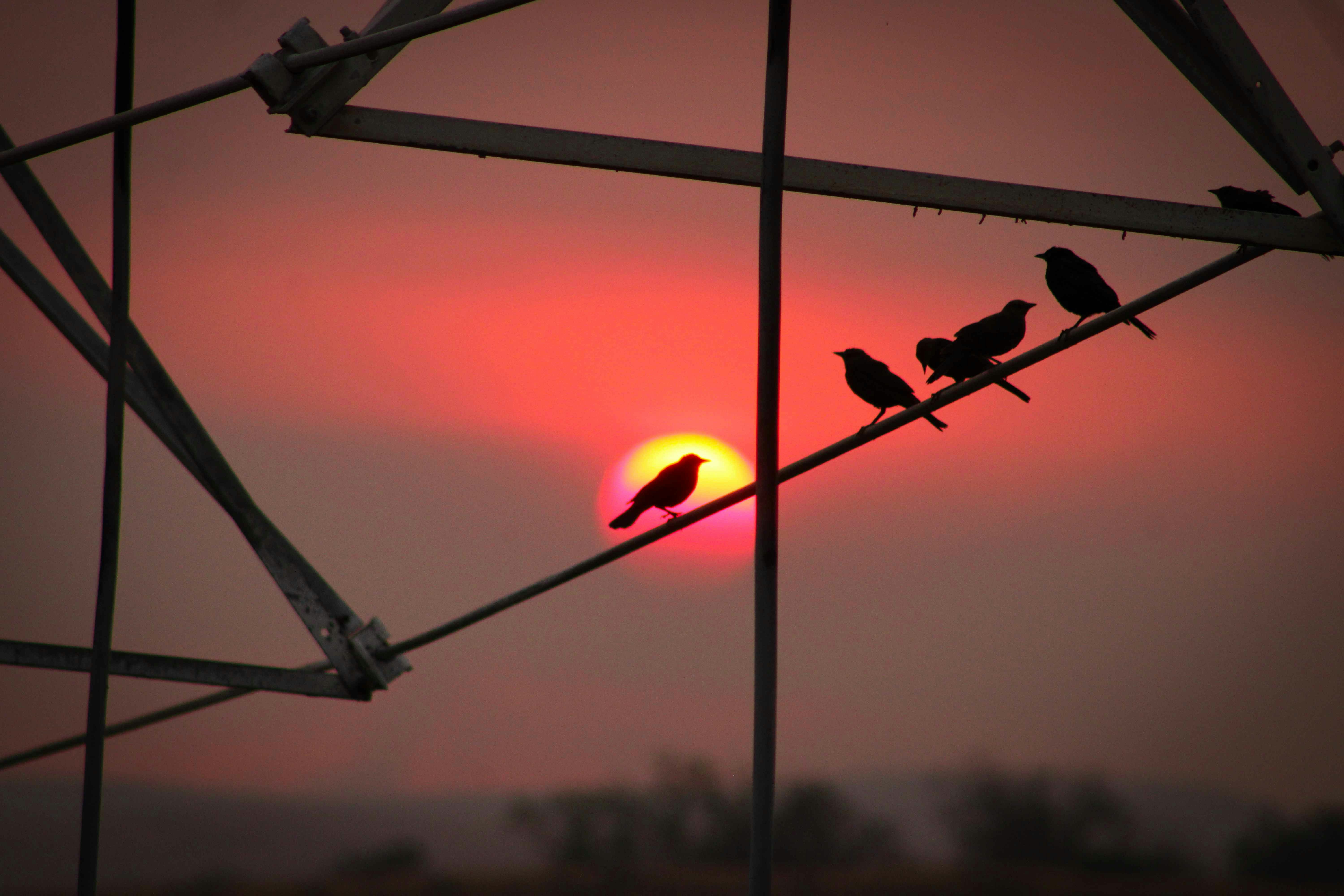 Eine Gruppe von Vögeln, die bei Sonnenuntergang auf einem Draht sitzen