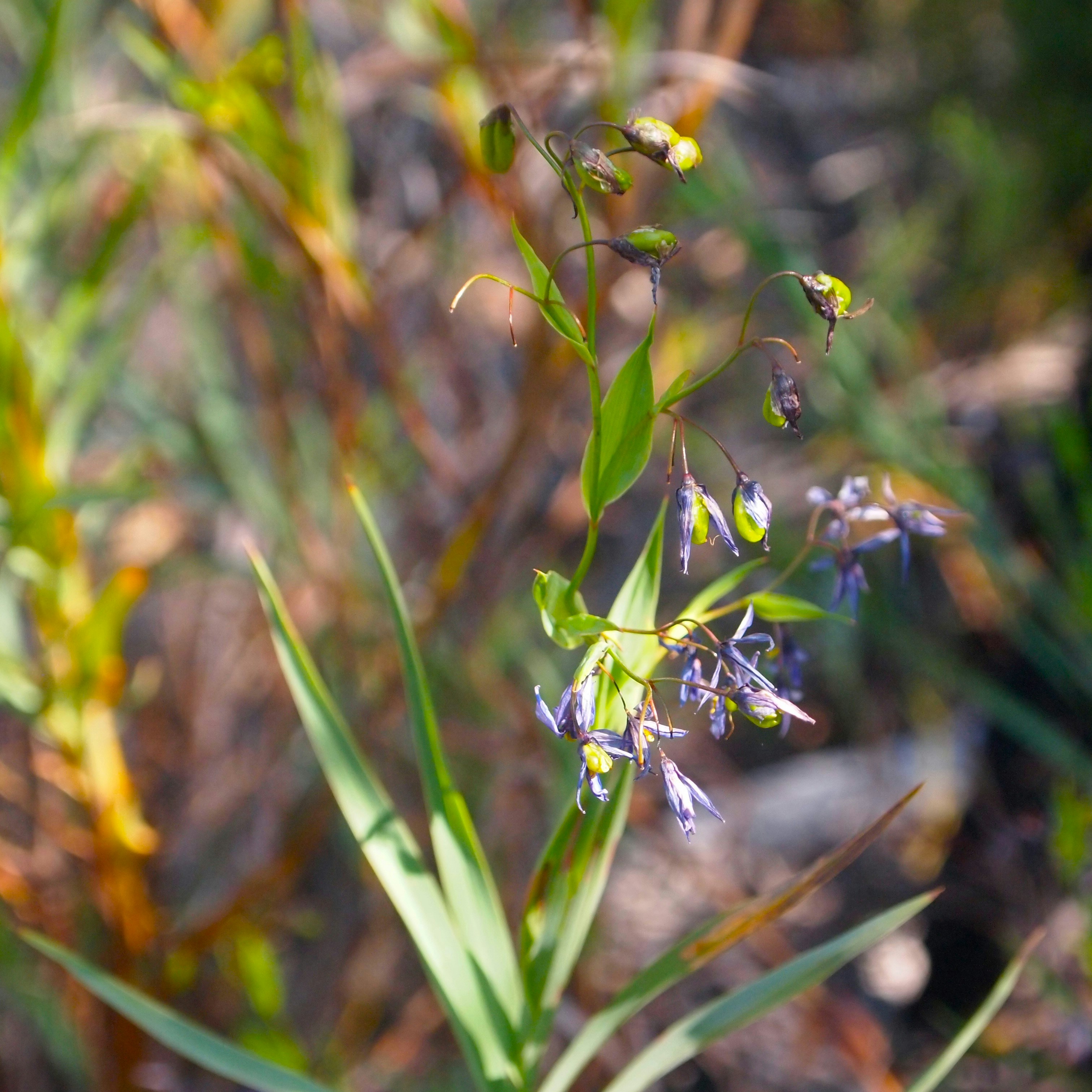 Photo by bluephoto118