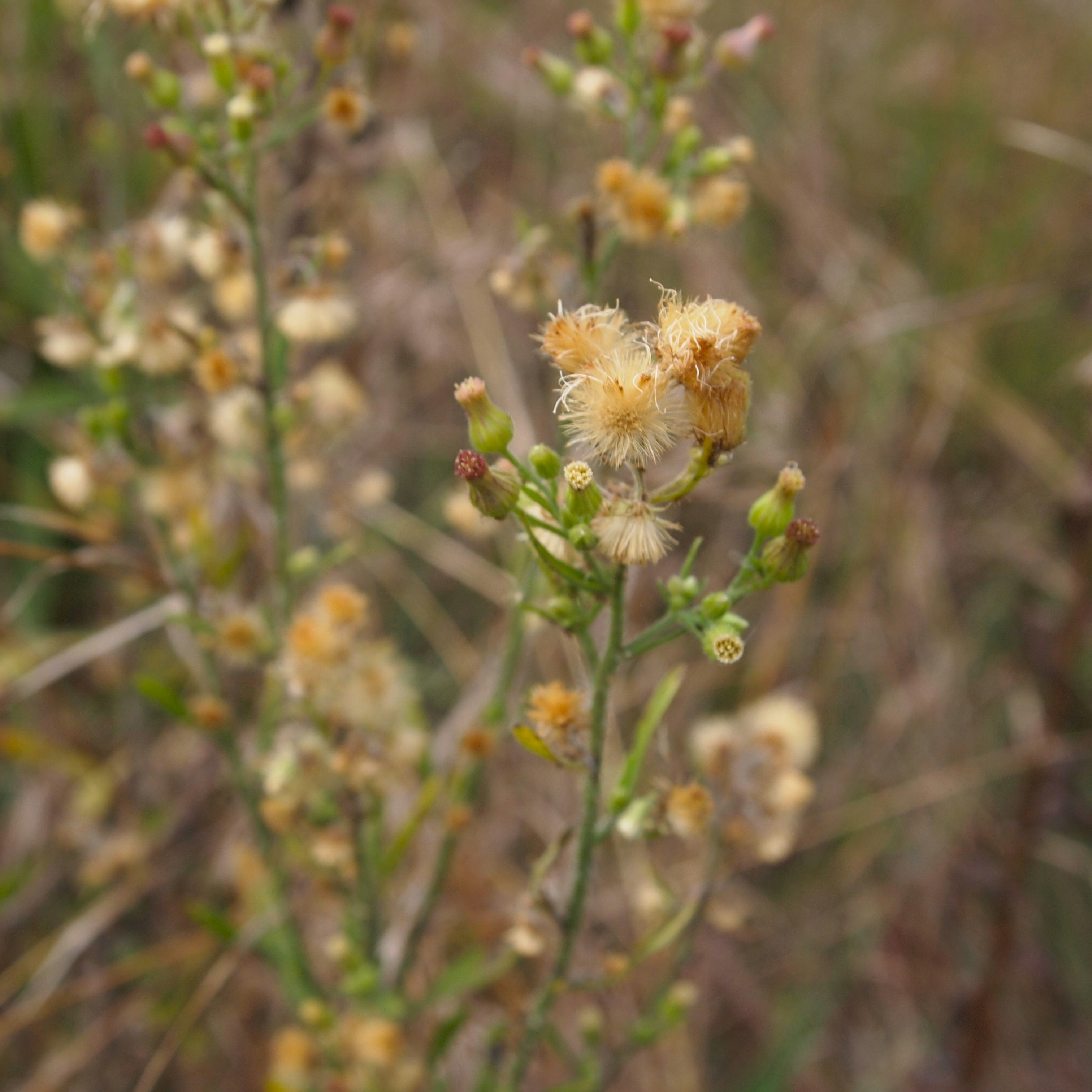 Photo by bluephoto118