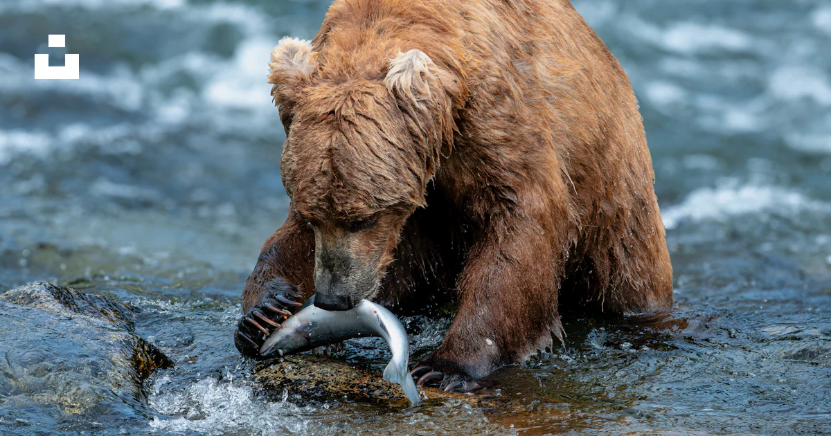 Ours Brun à Bouche Ouverte Debout Sur Ses Pattes Arrières Image stock Ours Brun à Bouche Ouverte Debout Sur Ses Pattes Arrières Image stock