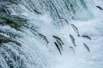 A flock of fish flying over a waterfall