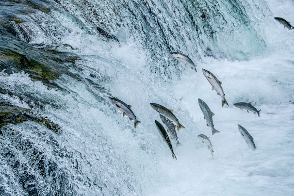 A flock of fish flying over a waterfall