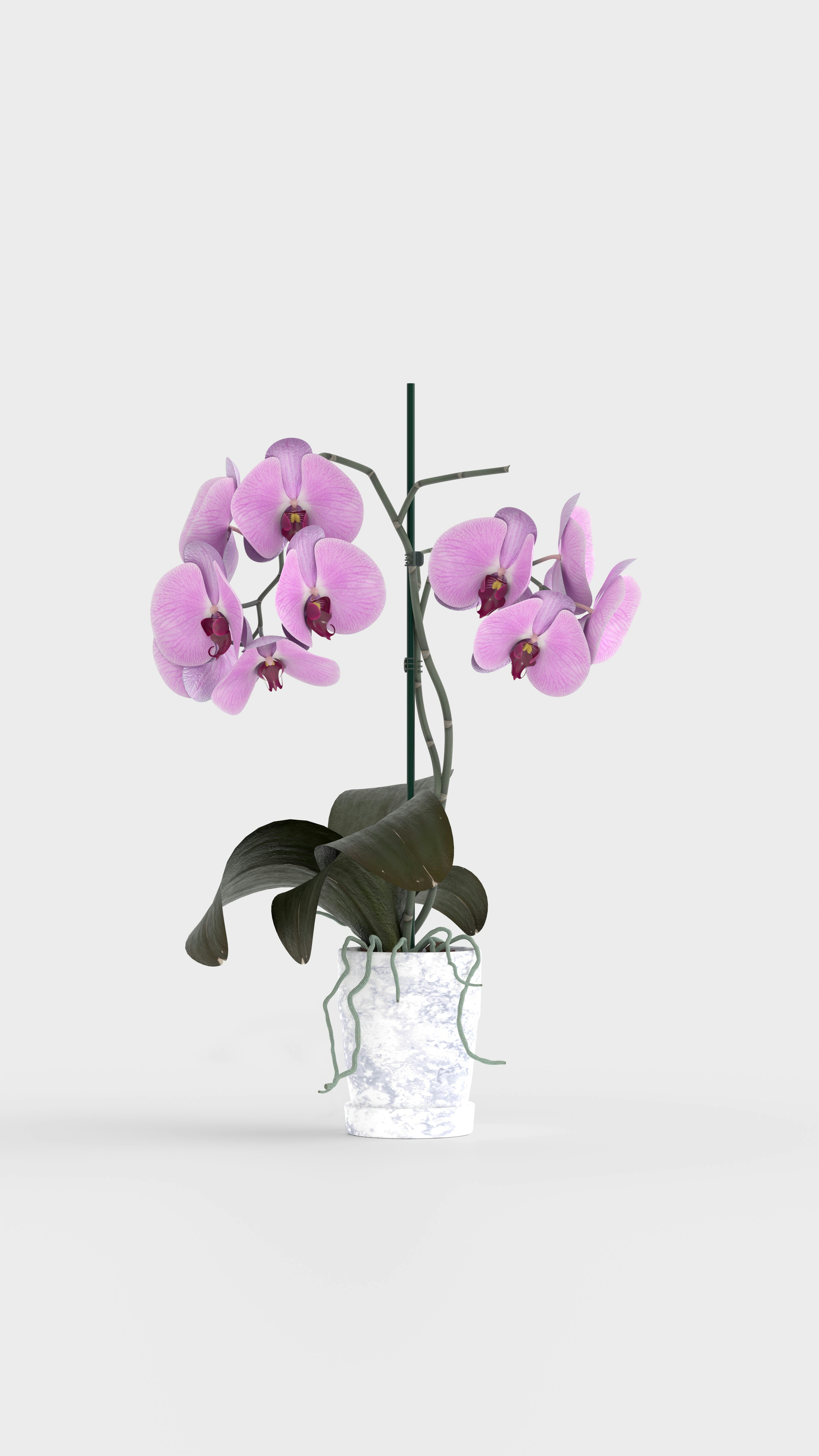 A purple flower in a glass vase on a white background