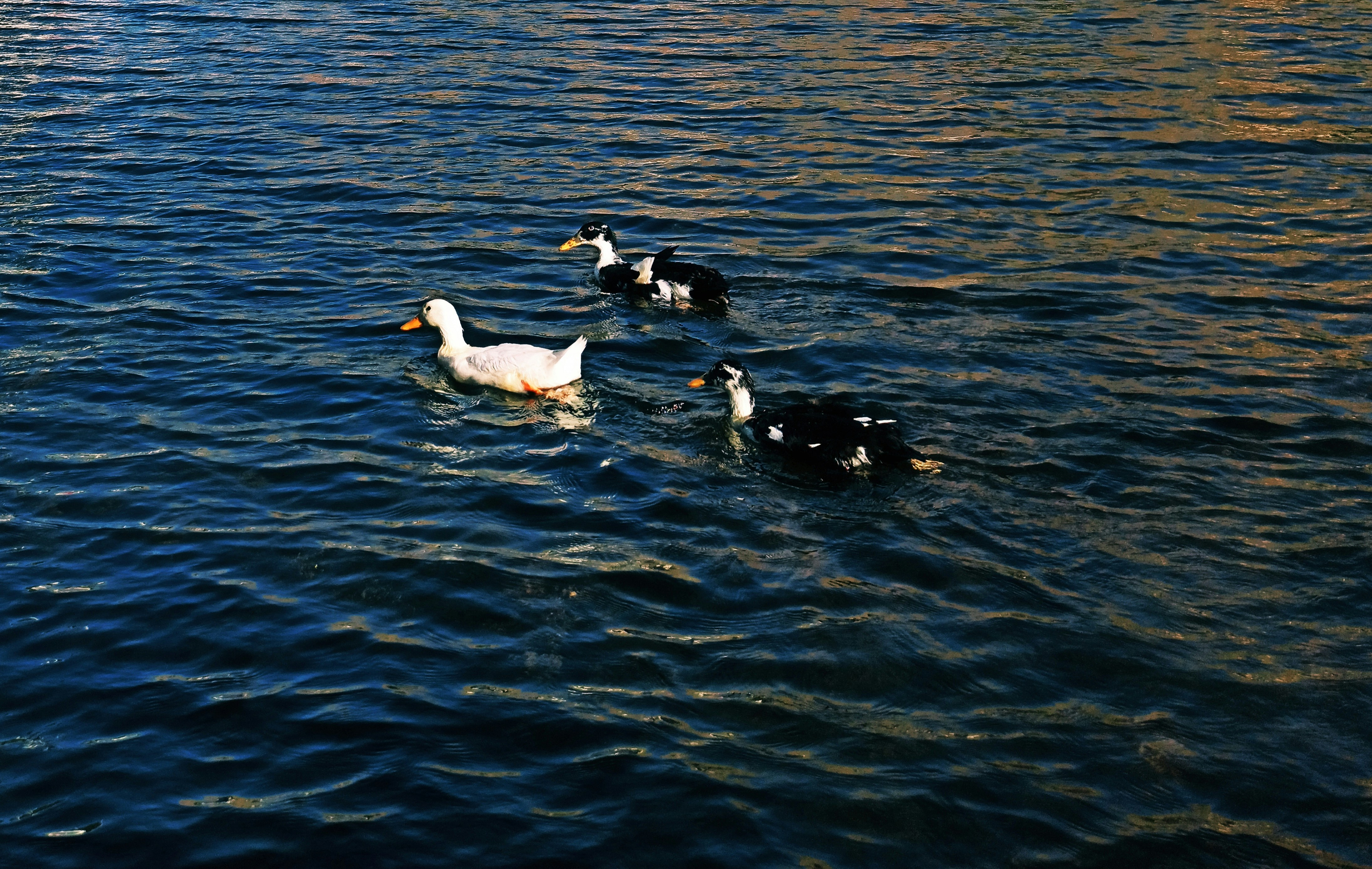 Photo by rashedpaykary