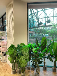 A room filled with lots of green plants next to a window