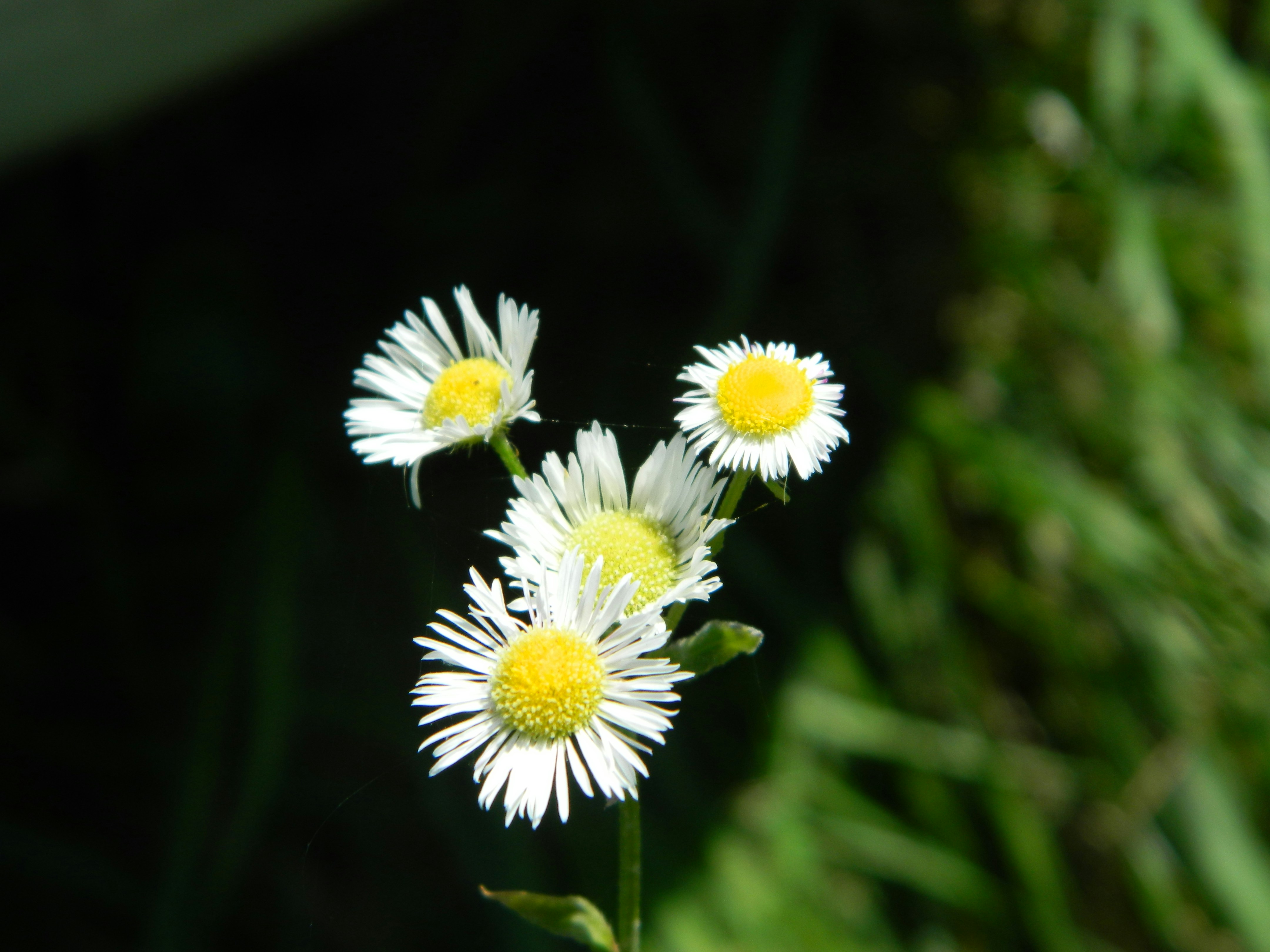 Photo by tao_tyrannic