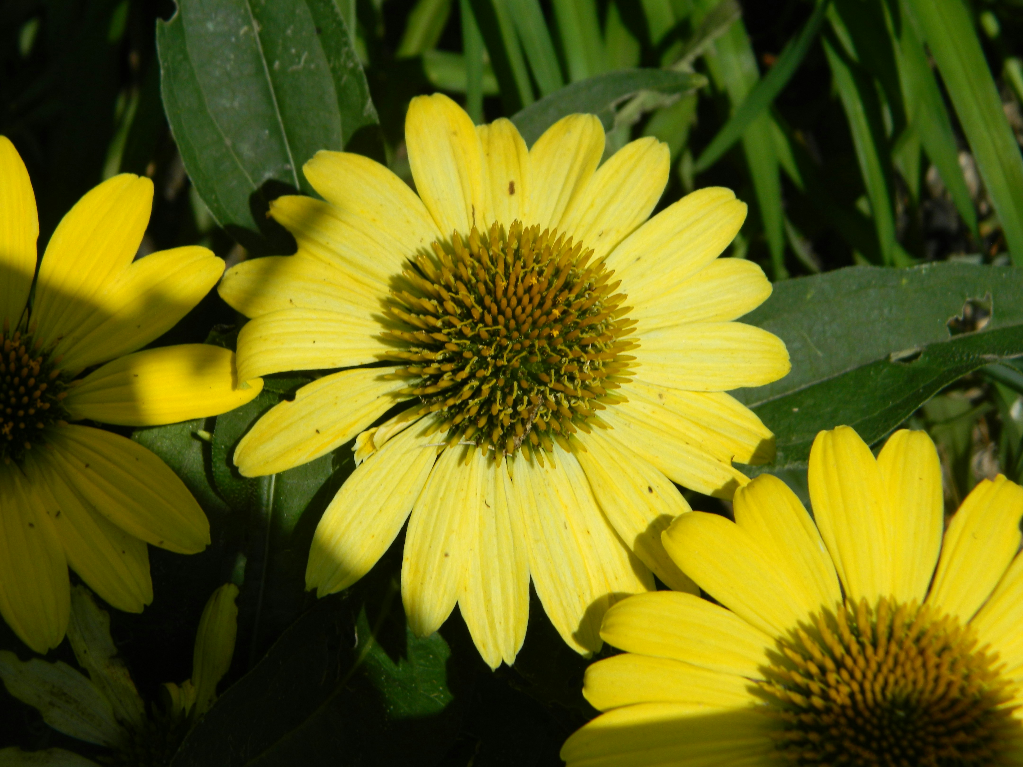 Photo by tao_tyrannic