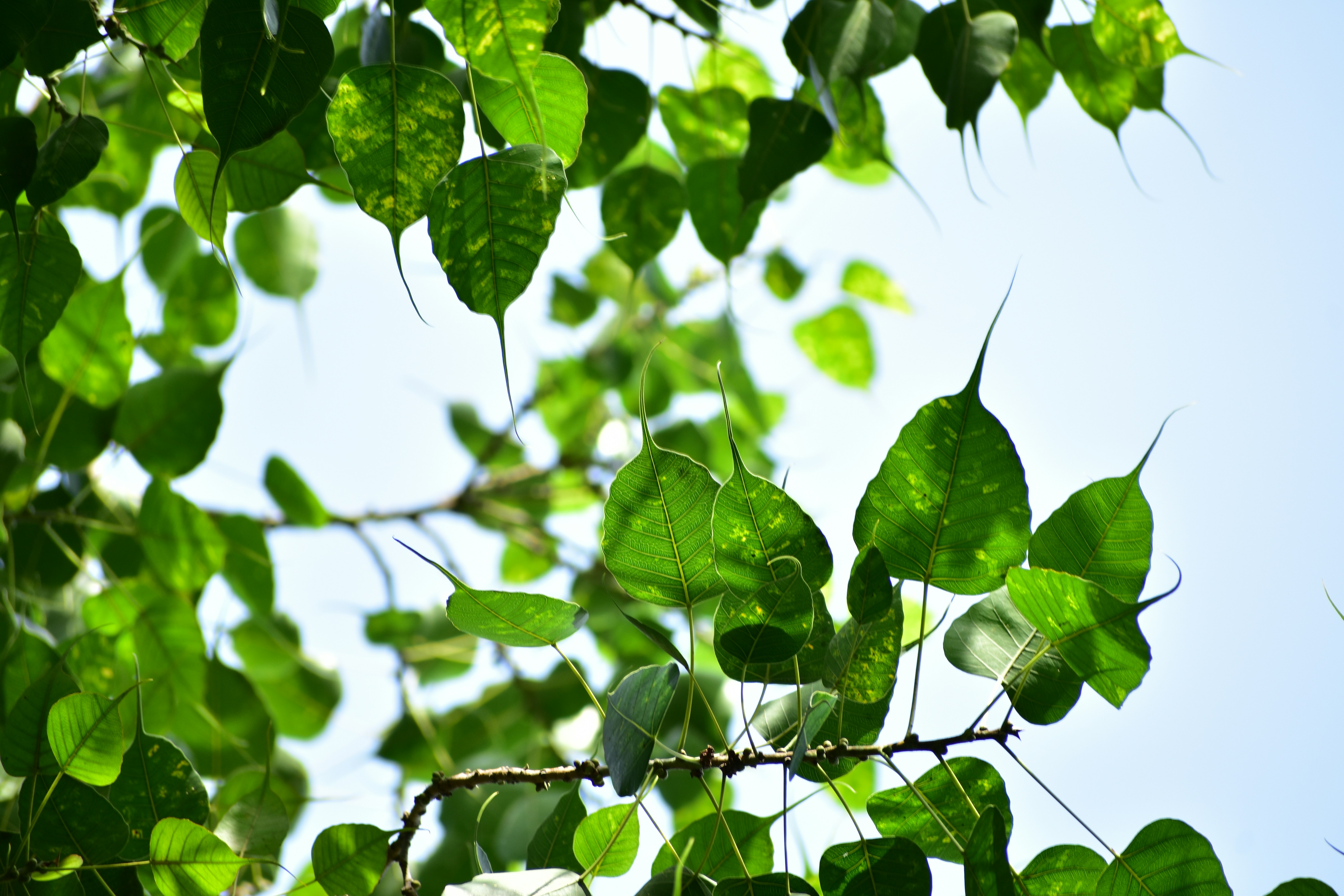 Photo by neelakshi_singh_