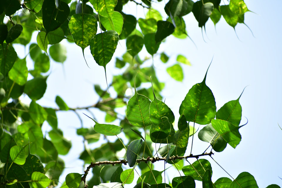 The image shows a close-up view of a tree branch with numerous green leaves, against a clear blue sky background. The leaves are spread out and appear to be in full bloom, indicating that it is likely springtime or early summer. The perspective of the photo is from below, looking up at the leaves, which adds depth and emphasizes their size and prominence within the frame.