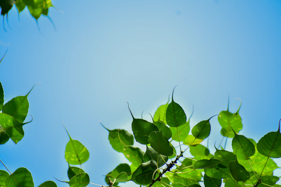 Close-up view of a tree with numerous green leaves against a clear blue sky