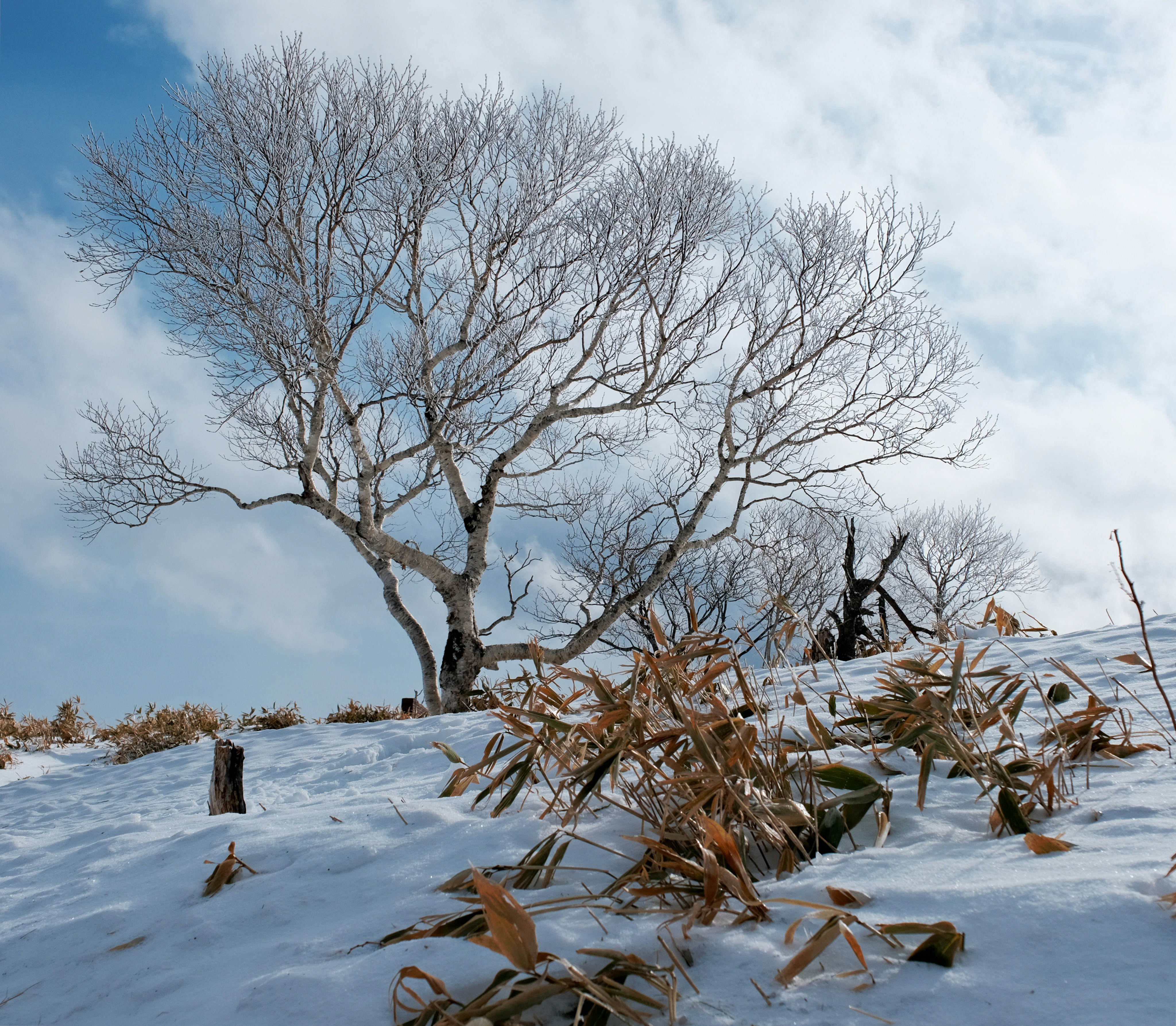 Hokkaido snowy landscape