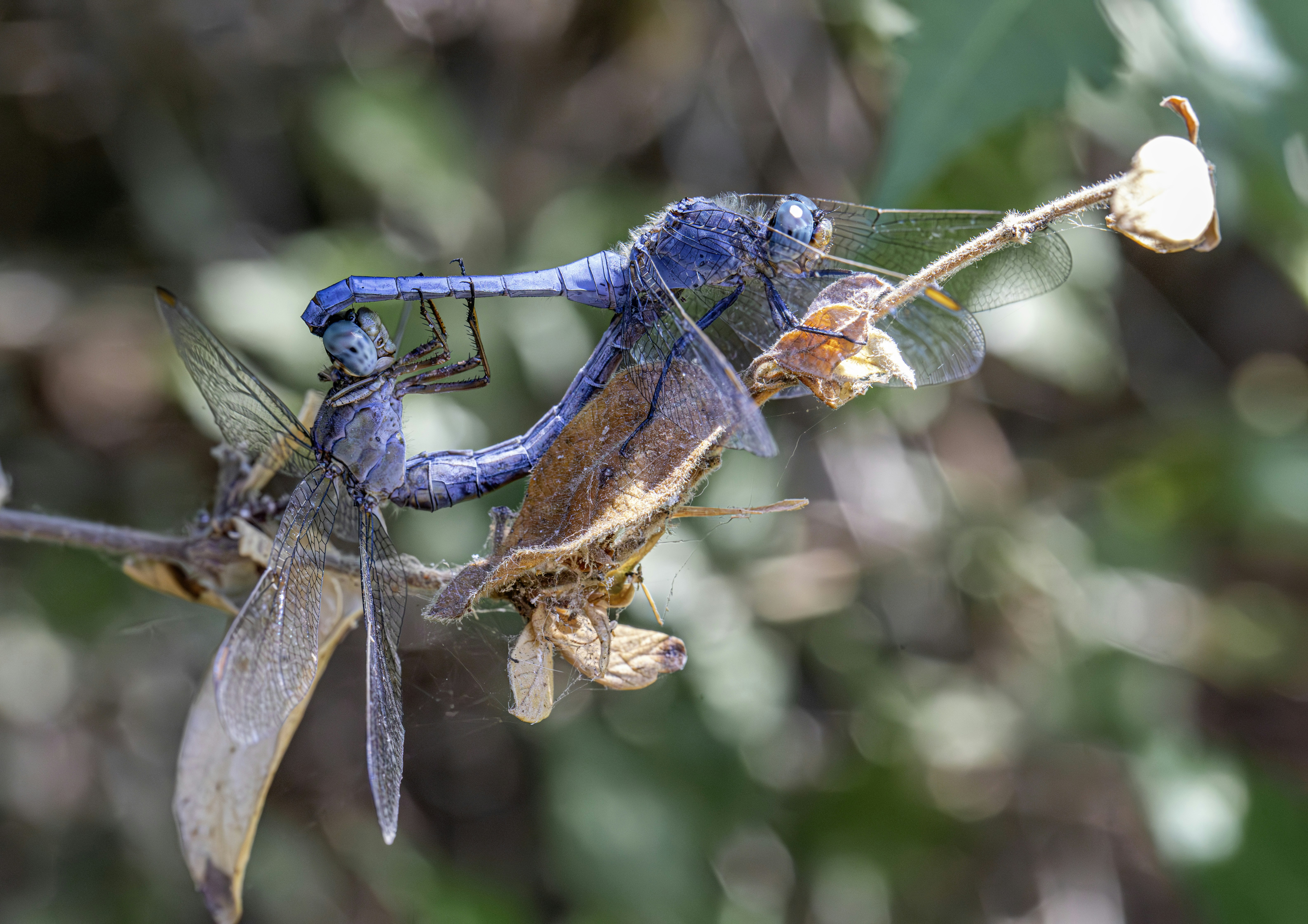 A blue insect sitting on top of a leaf photo – Free Animal Image on ...