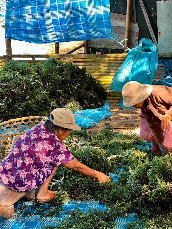 Seaweed farmers working in coastal aquaculture fields