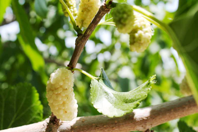 Mulberry Shahtut Farming India Silkworm Sericulture