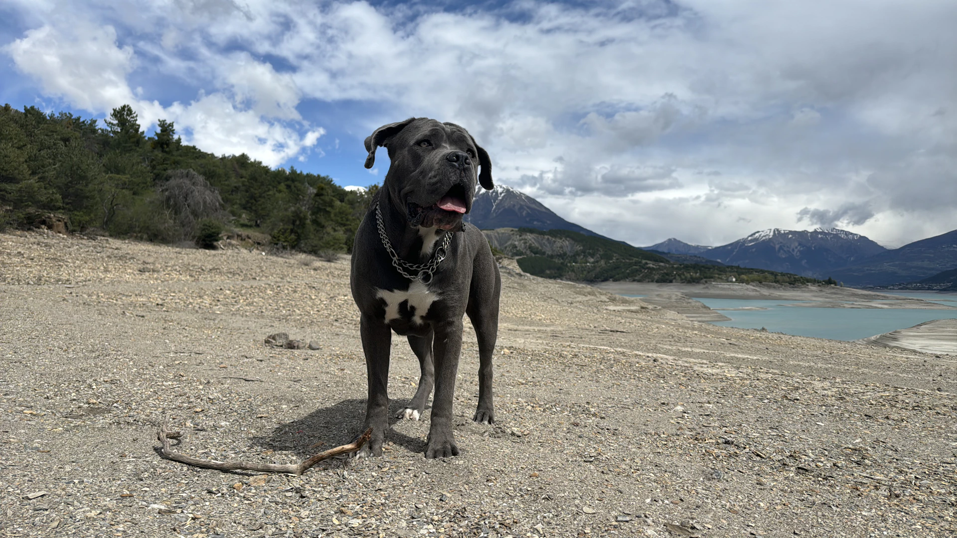 A black dog standing on top of a sandy beach