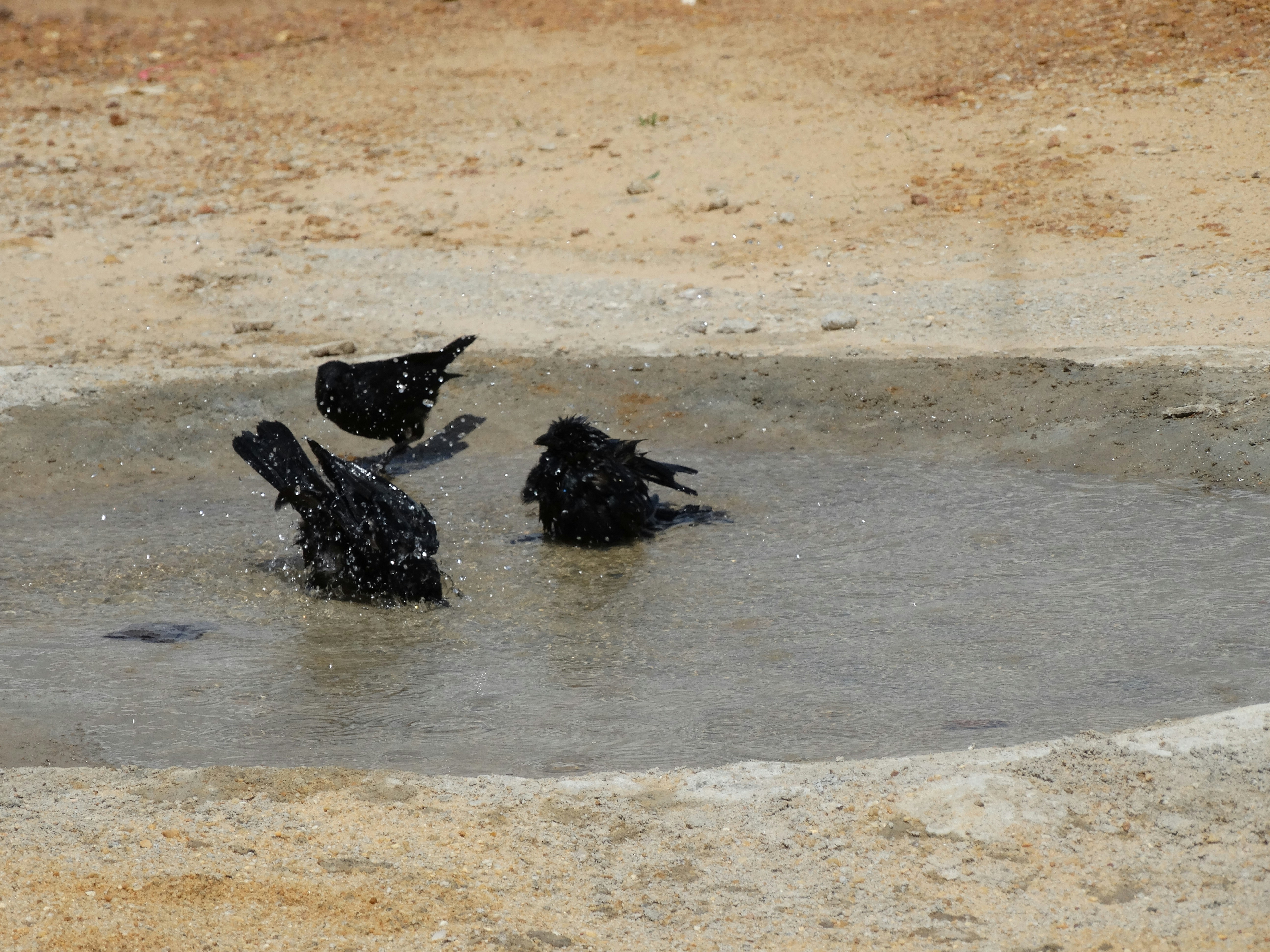 photo-1723737064161-18c85674181c?ixid=M3wxMjA3fDB8MXxzZWFyY2h8MTg0fHxhc2NpaSUyMHRvJTIwYmluYXJ5fGVufDB8fHx8MTczOTQwNjk4M3ww%5Cu0026ixlib=rb-4.0.3