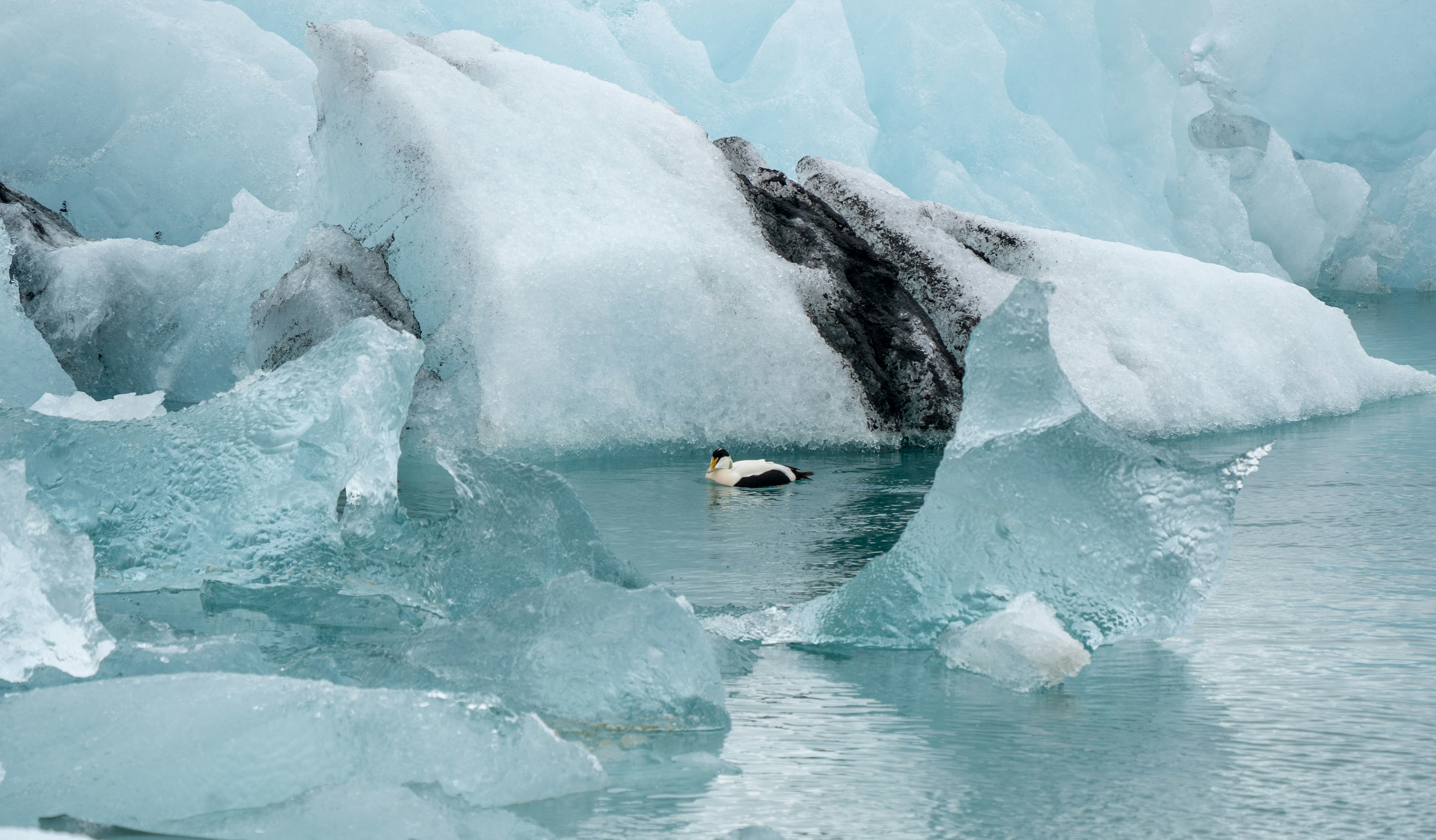Polar Plunges Unlock Surprising Health Benefits, Rewire Biology