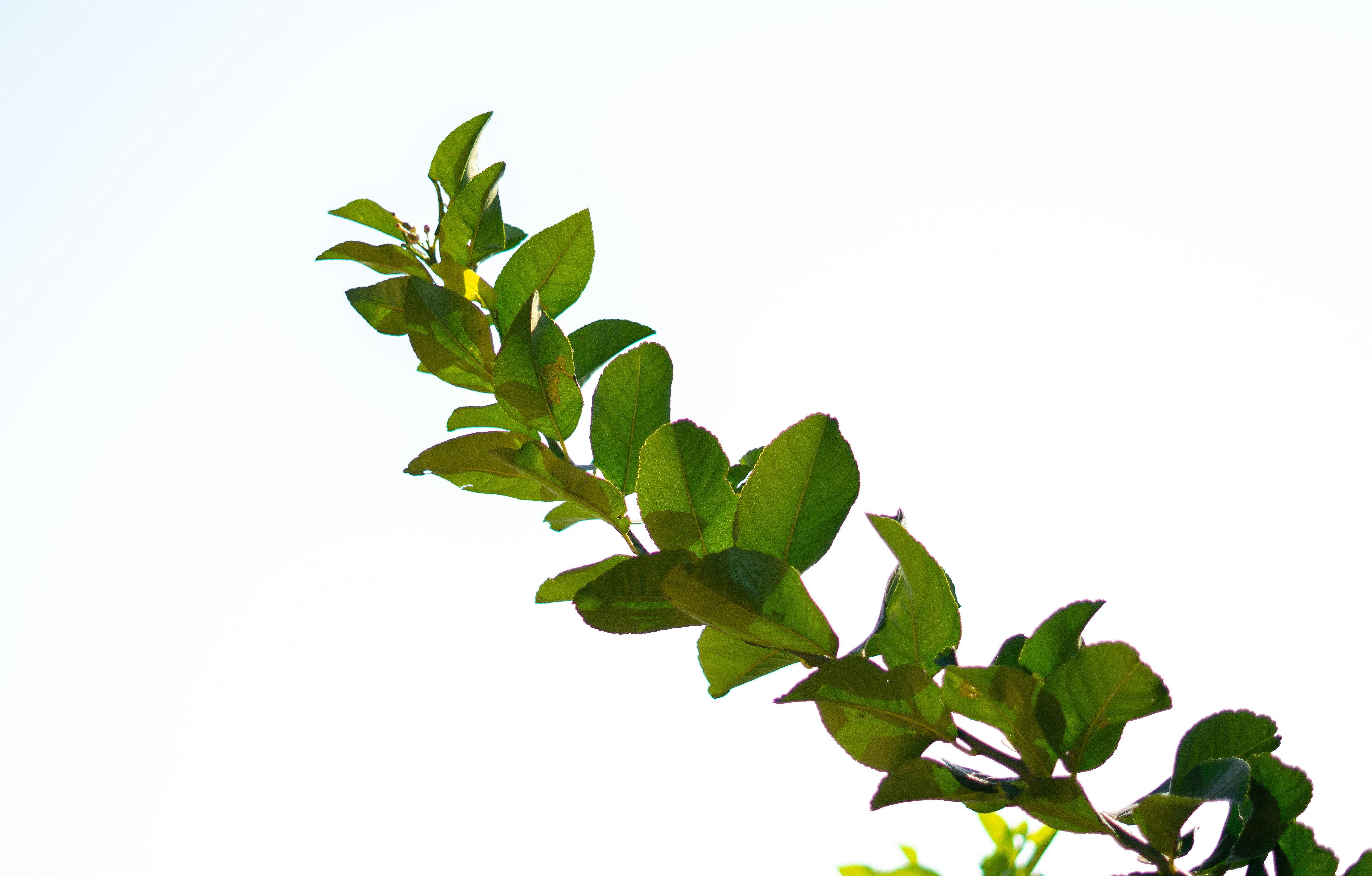 Una rama de un árbol con hojas verdes