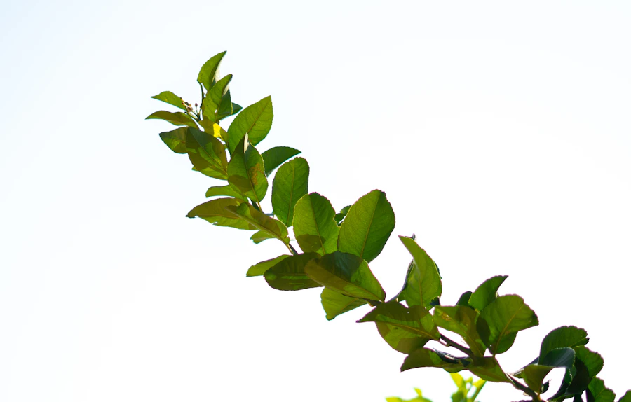 Natureza brasileira, folhas verdes