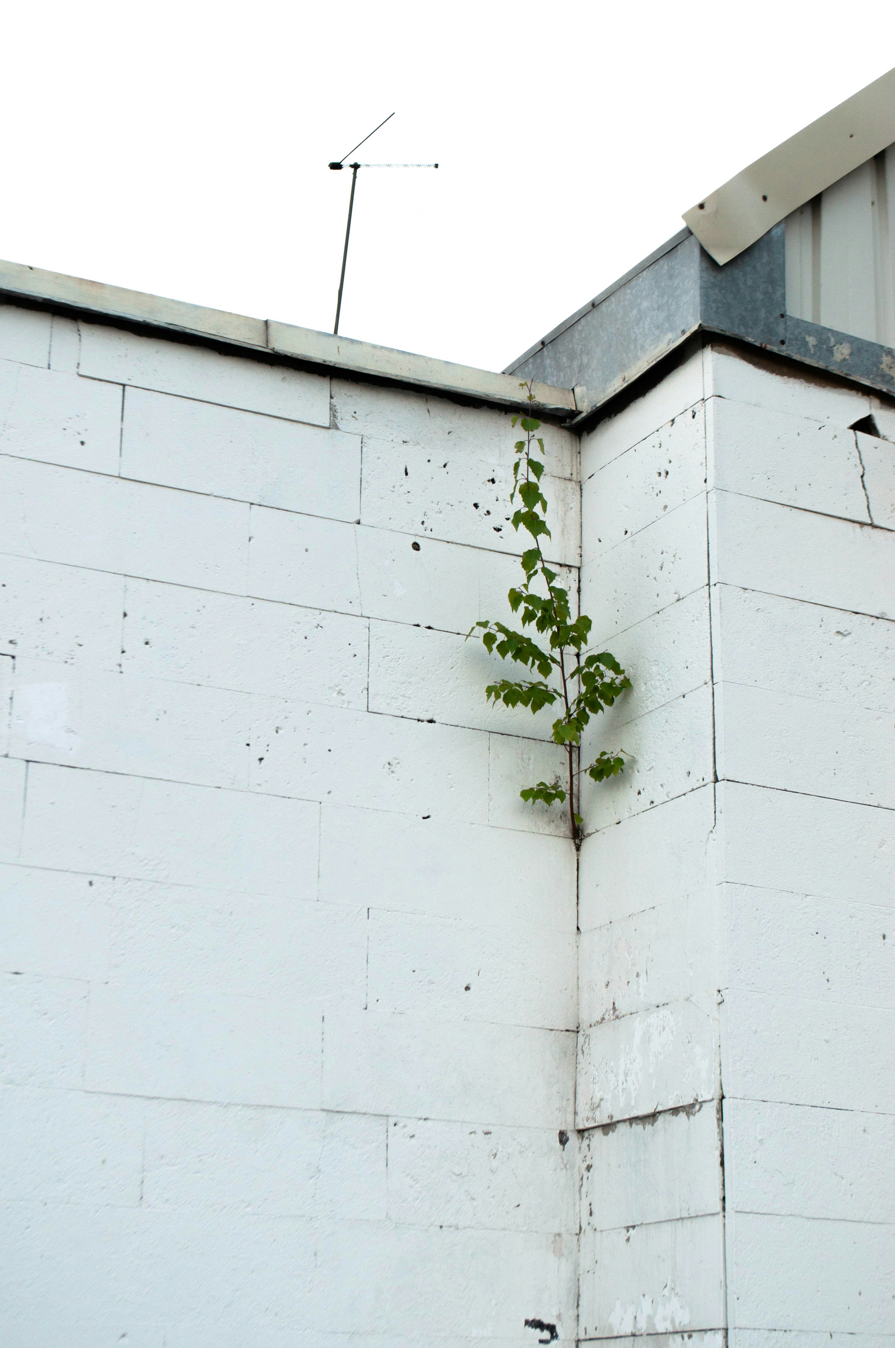 A white building with a plant growing out of it