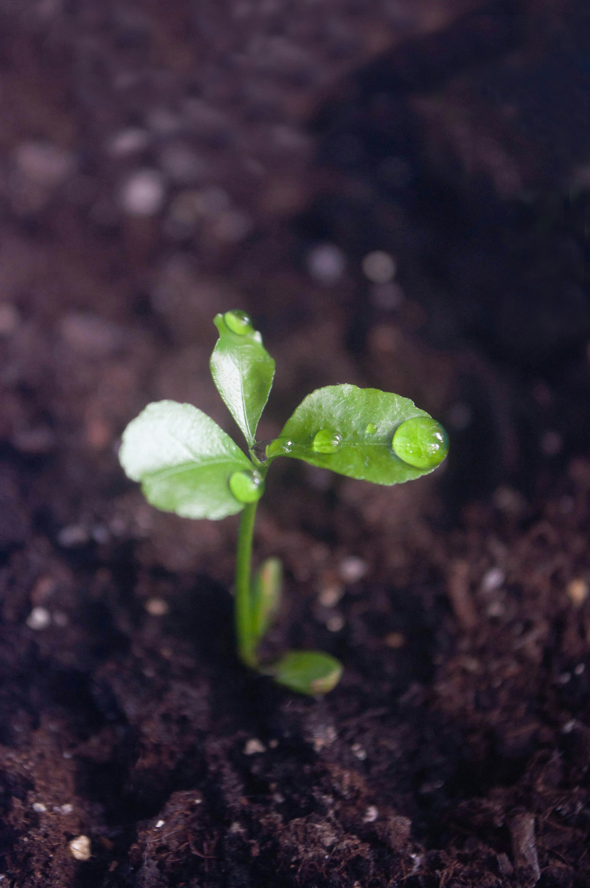 A young plant sprouts from the ground