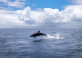 A dolphin jumping out of the water on a cloudy day