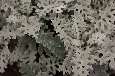 A close up of a green and white plant