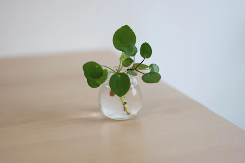 A small glass vase with a plant in it