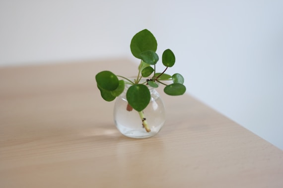 guide complet bouturage de plante