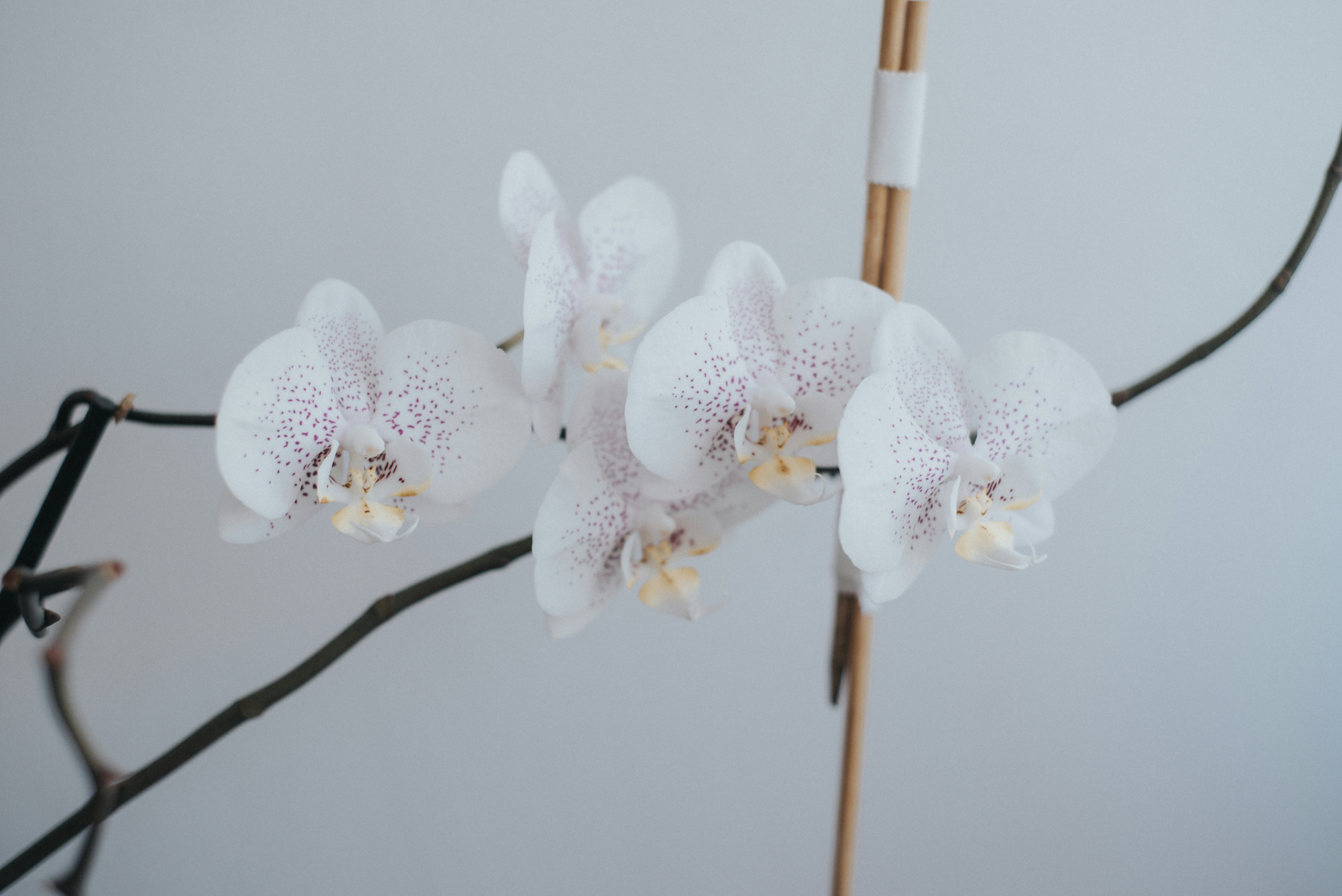 Photo by domowe_ustronie