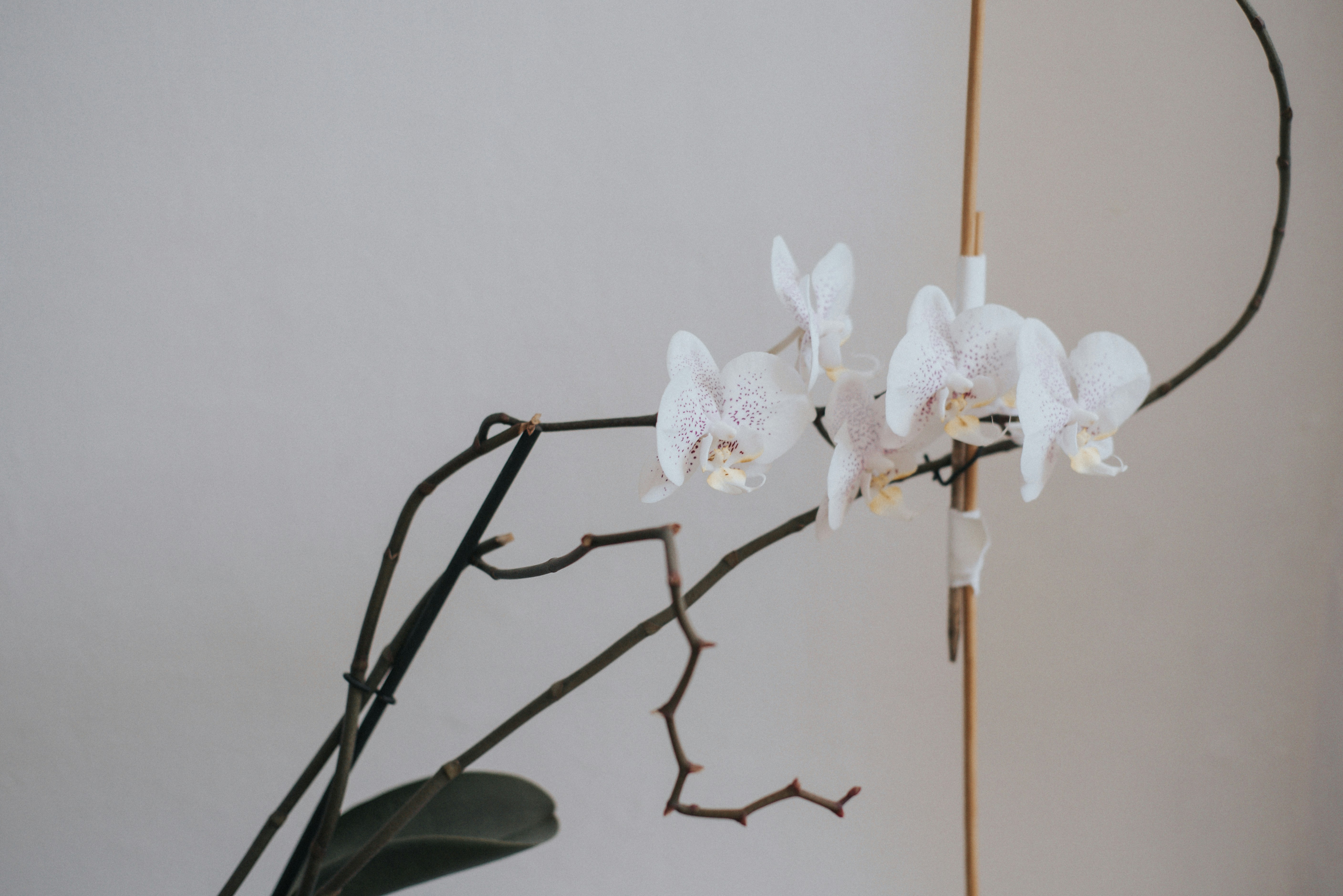 Photo by domowe_ustronie