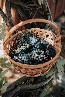 A basket full of grapessitting on top of a tree