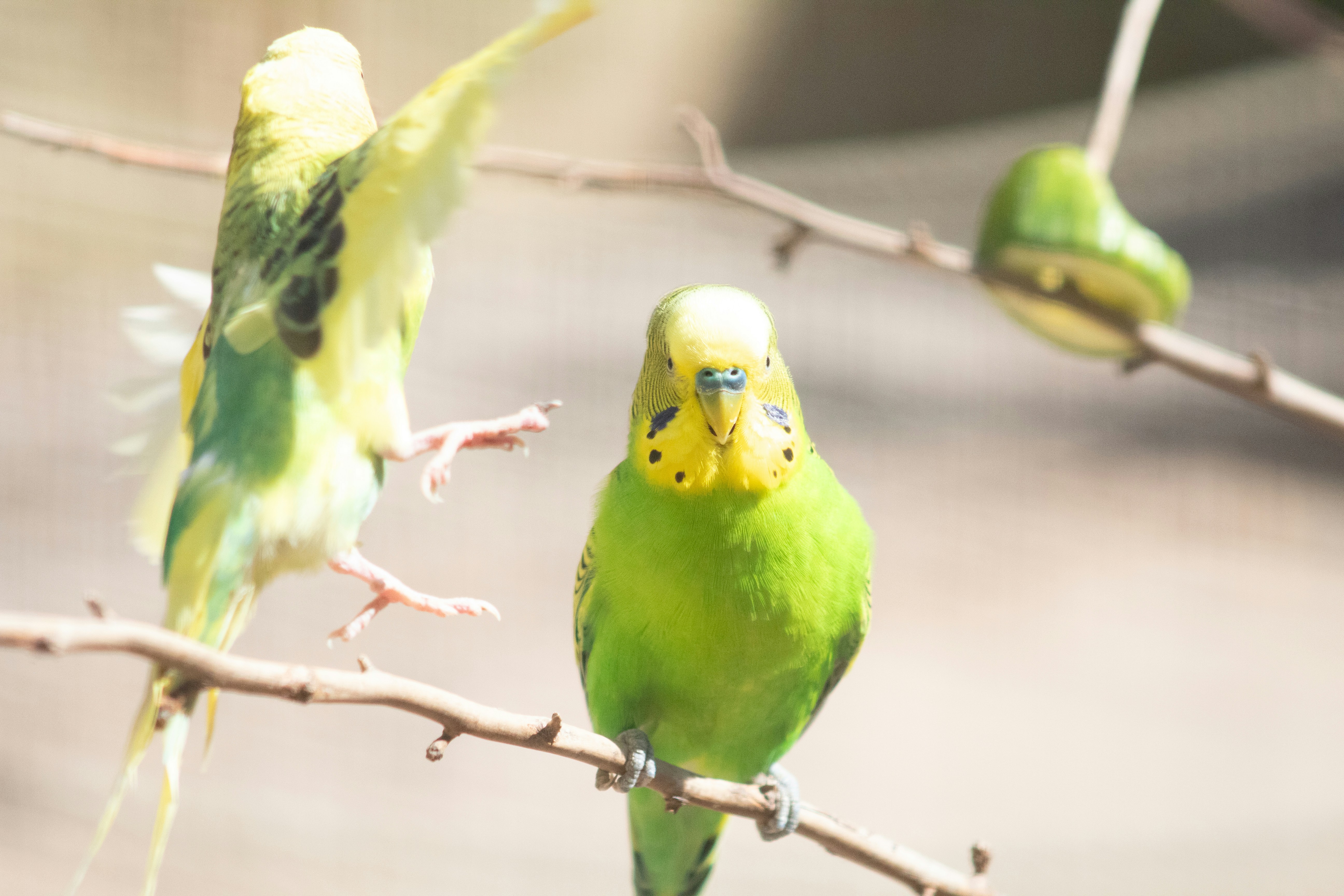 Photo by daidalos_paru